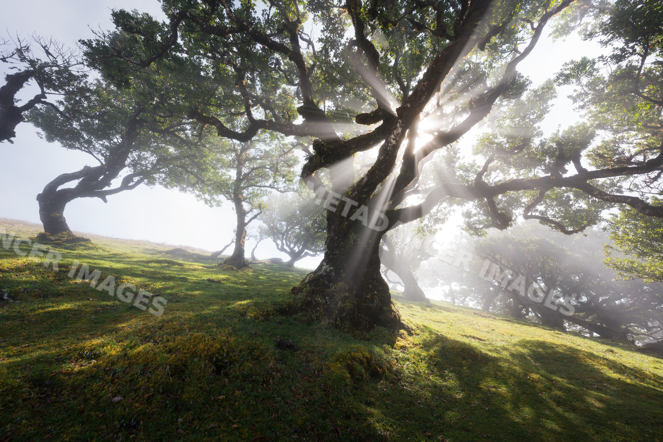 Sunlight shines through fog in a green forest on Madeira Island