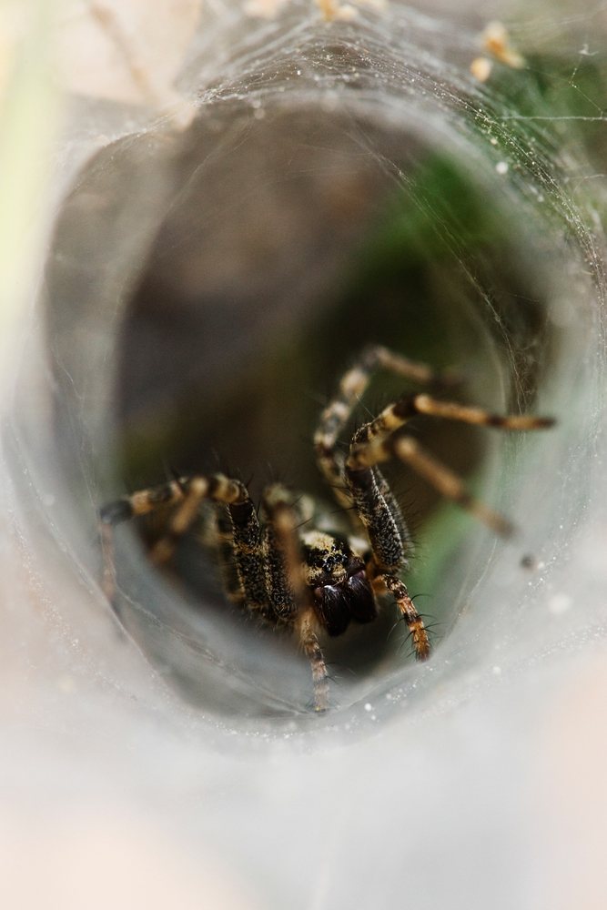 Funnel web spider inside tunnel web in Texas