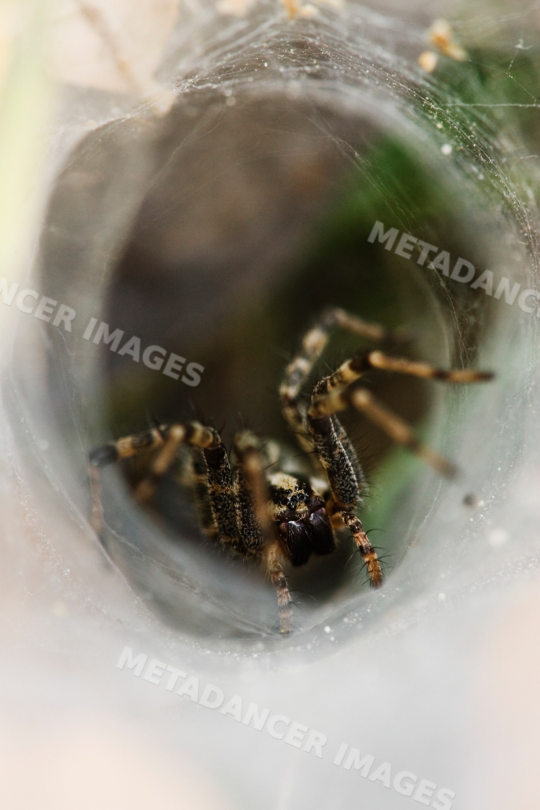 Funnel web spider inside tunnel web in Texas