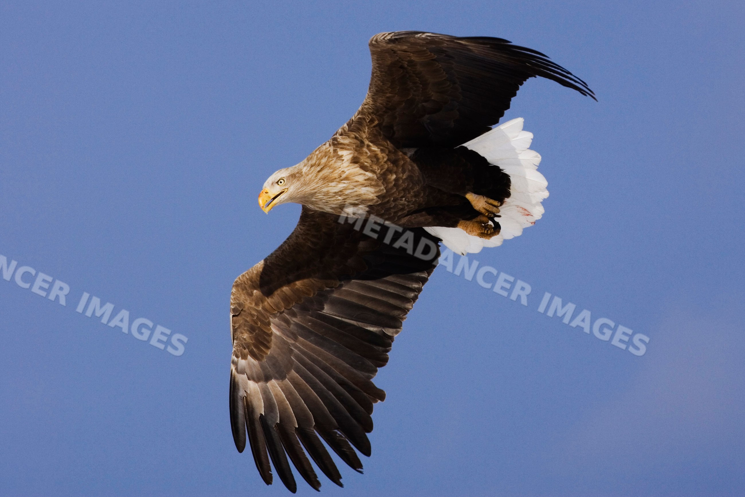 White-tailed eagle flying in blue sky over hokkaido japan