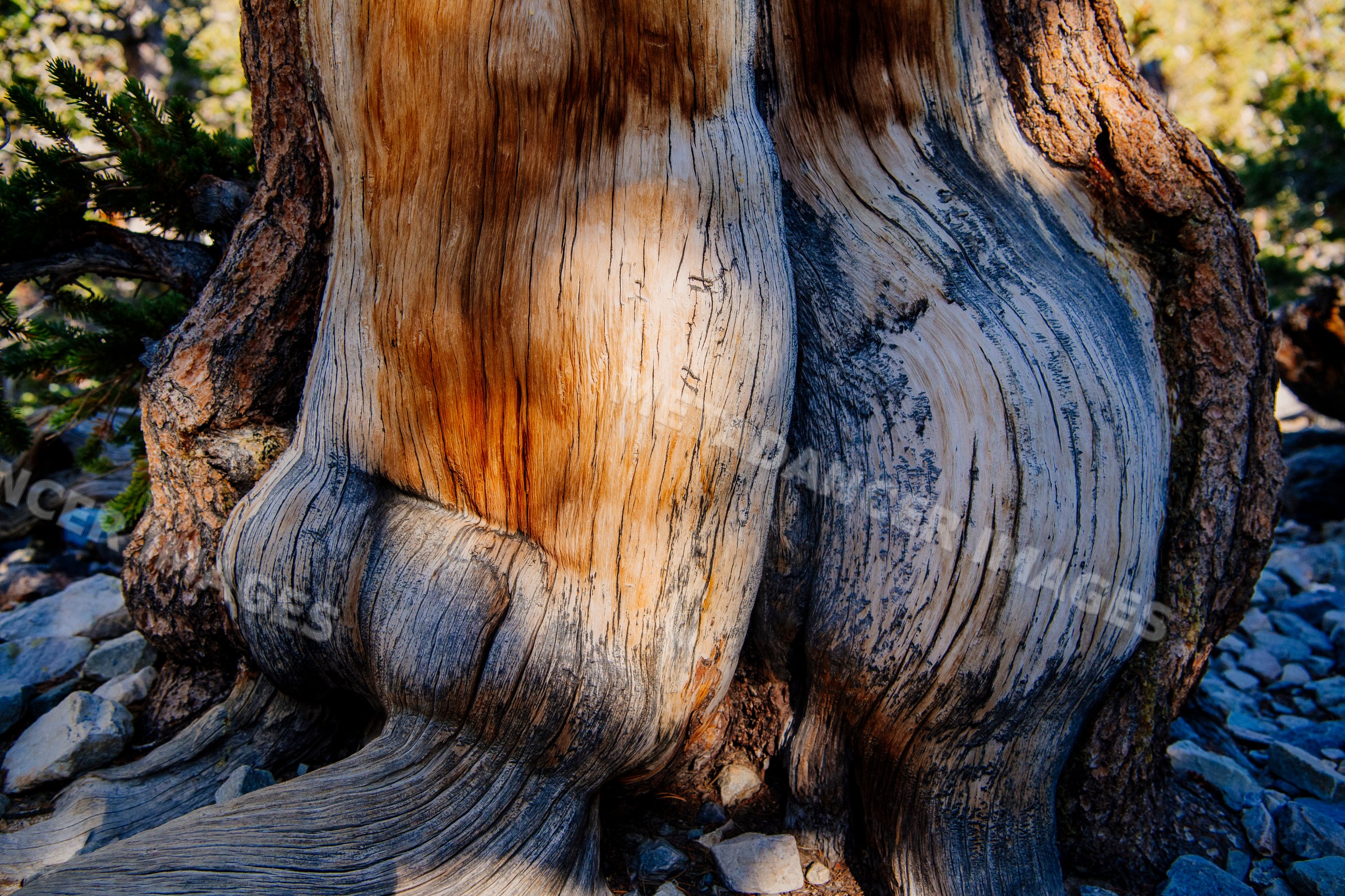 Gnarled tree trunk with textured bark and roots