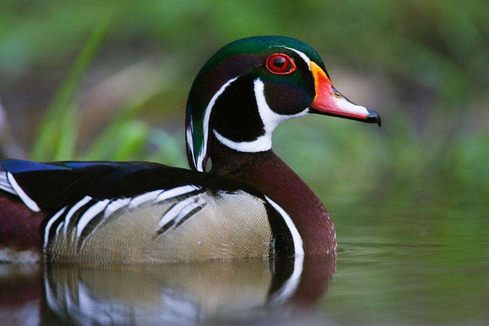 Wood duck swimming in pond in Texas