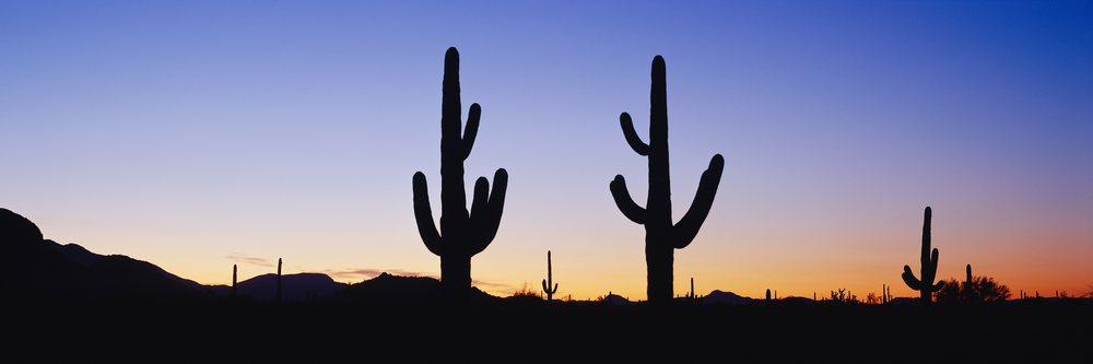 Silhouetted saguaro cacti at sunset in desert landscape