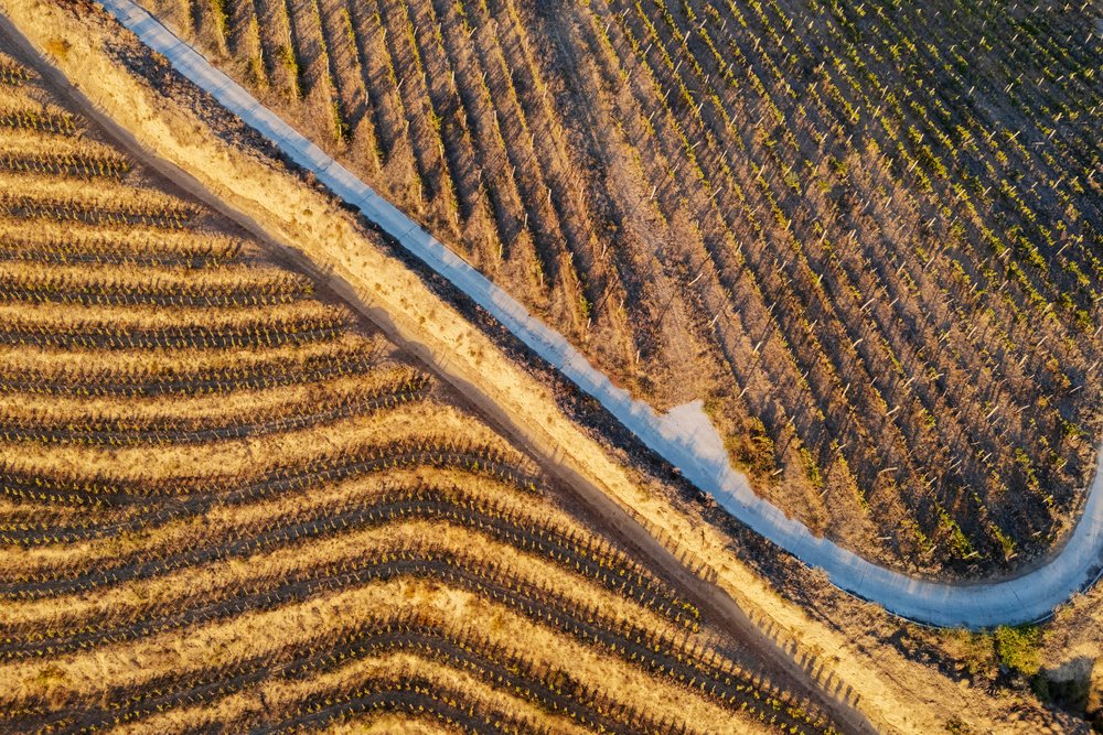 Gravel Road through terraced vineyard rows
