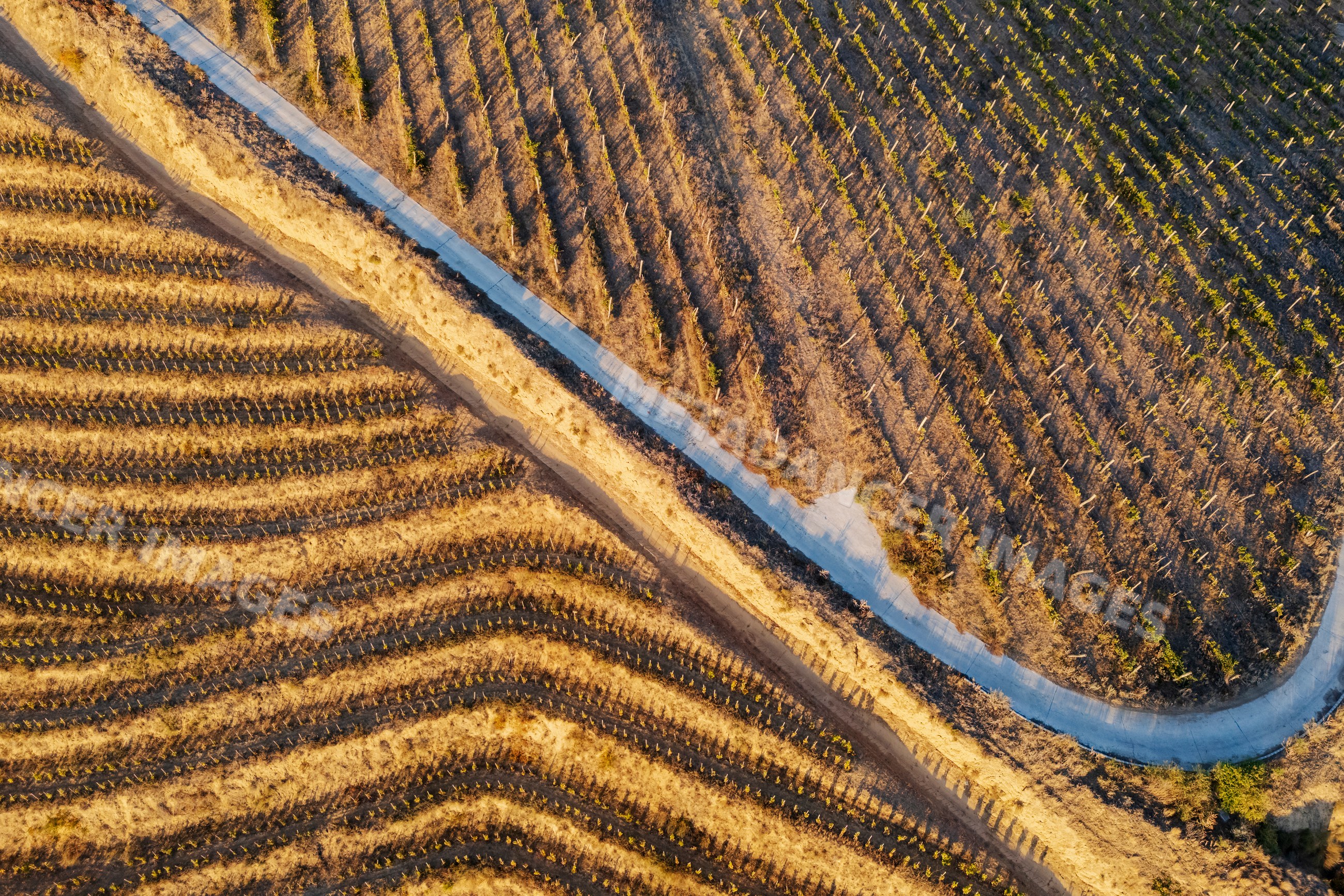 Gravel Road through terraced vineyard rows