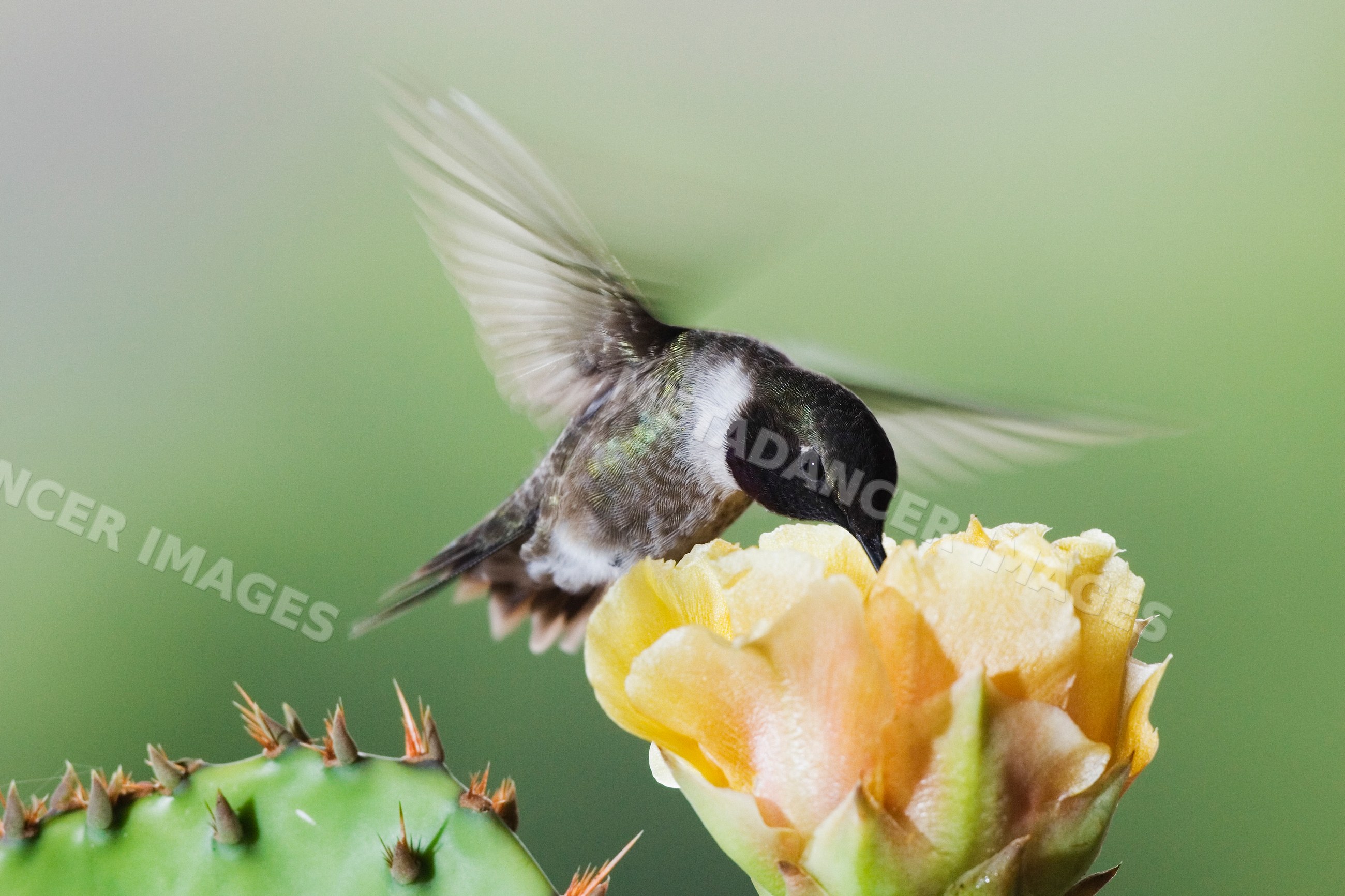 Black-chinned hummingbird feeding on prickly pear flower