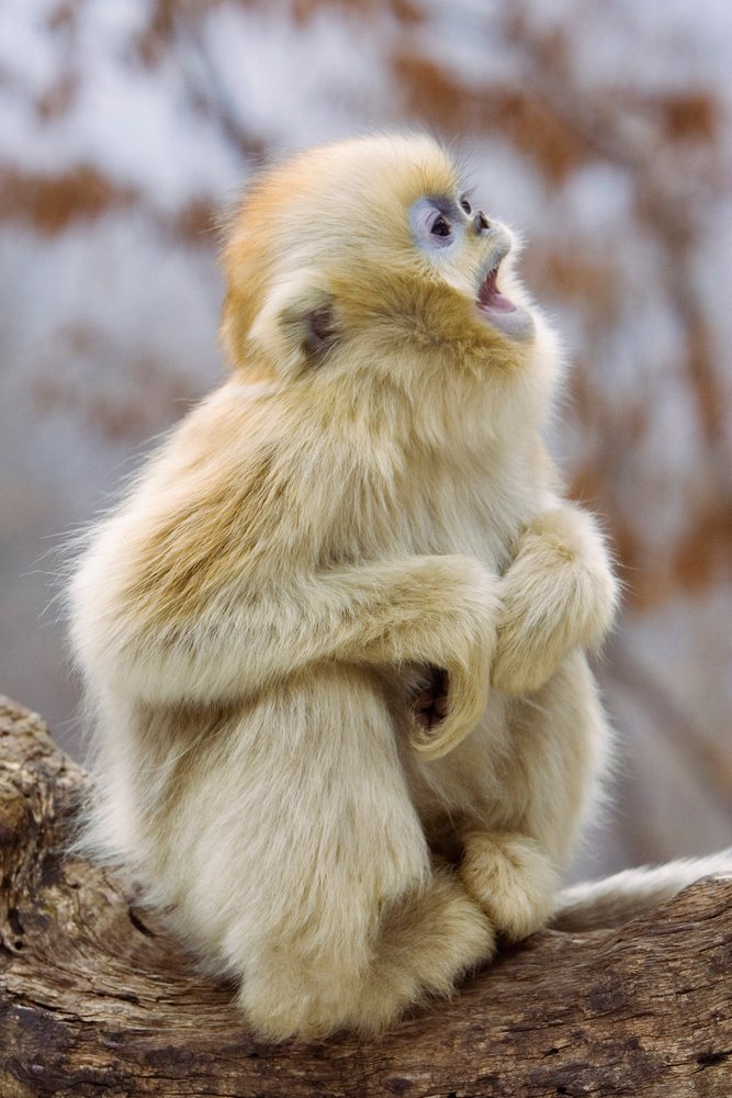 Young golden monkey sitting on a tree branch china