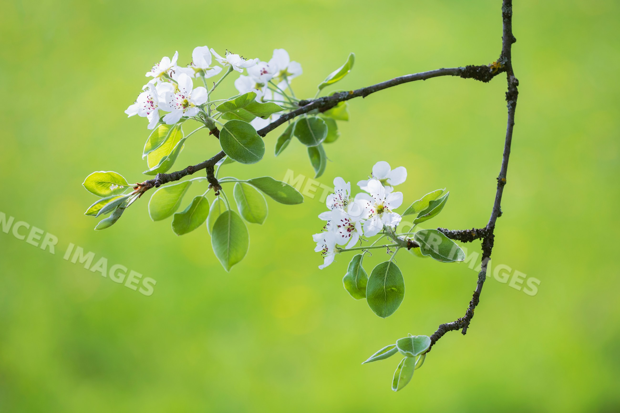 Peach Blossom flower branch in kozjanski park Slovenia