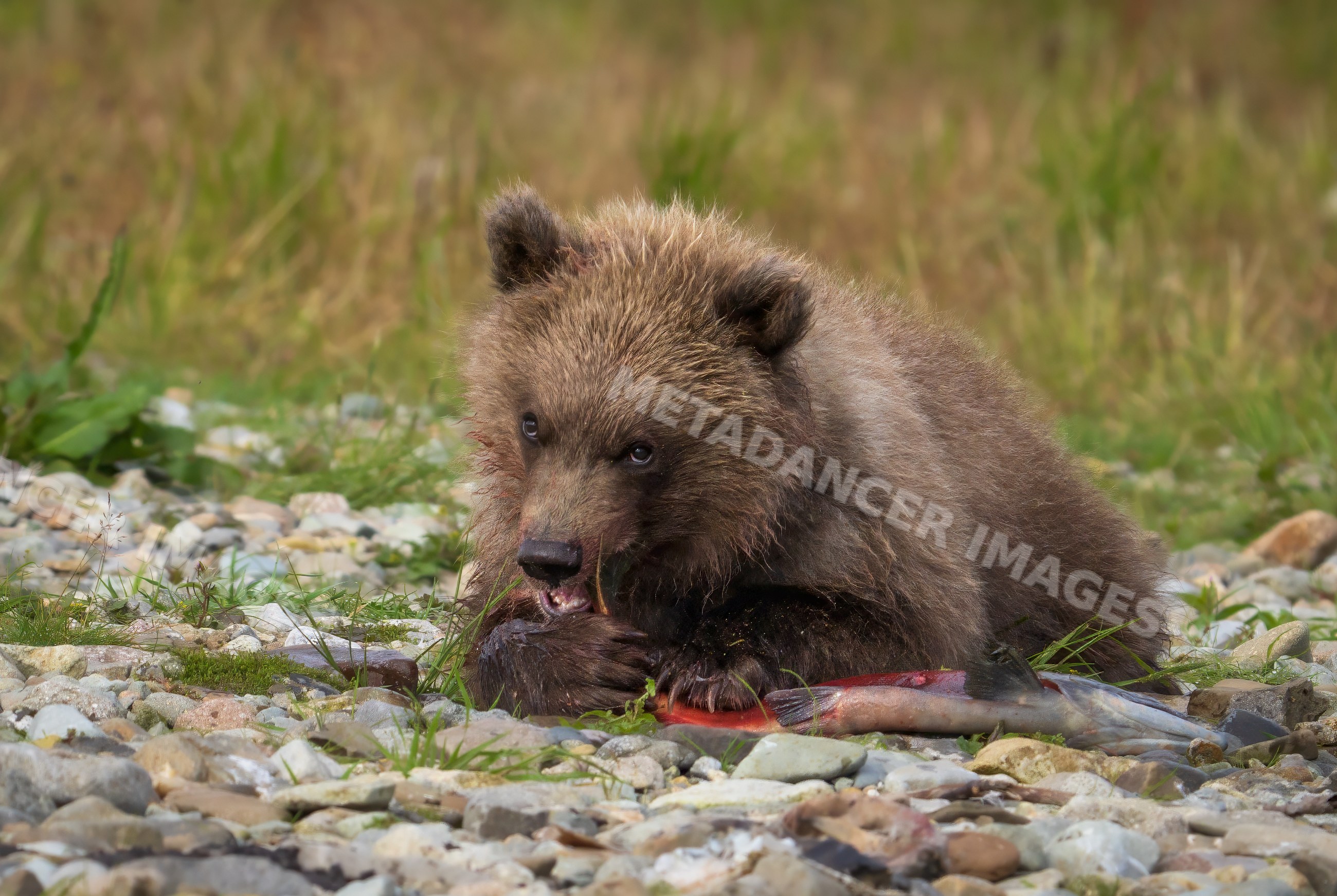 Alaskan Brown bear cub eating salmon on riverbank in Katmai National Park