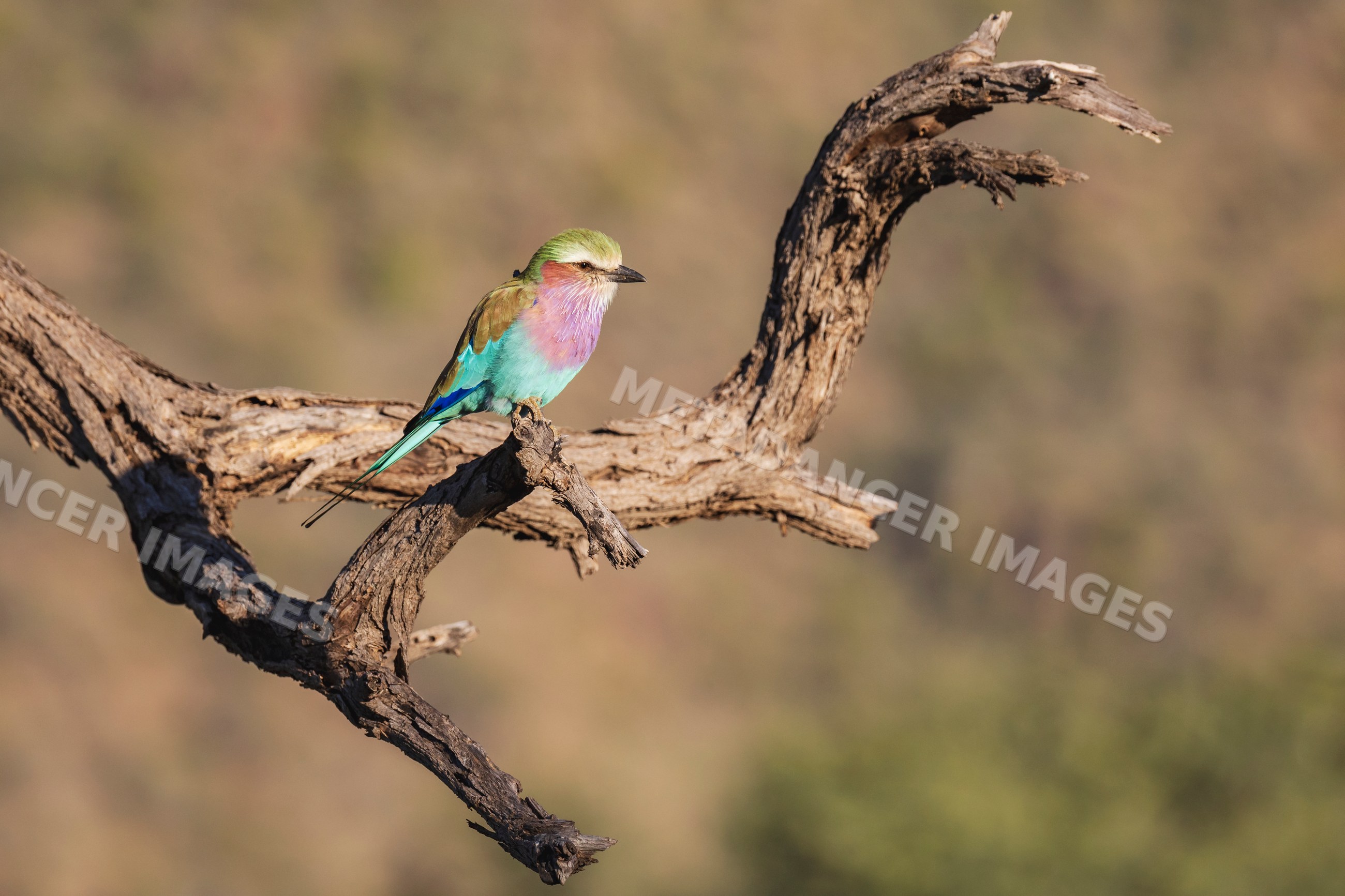 Lilac-breasted roller perched on tree branch at sunset in Namibia