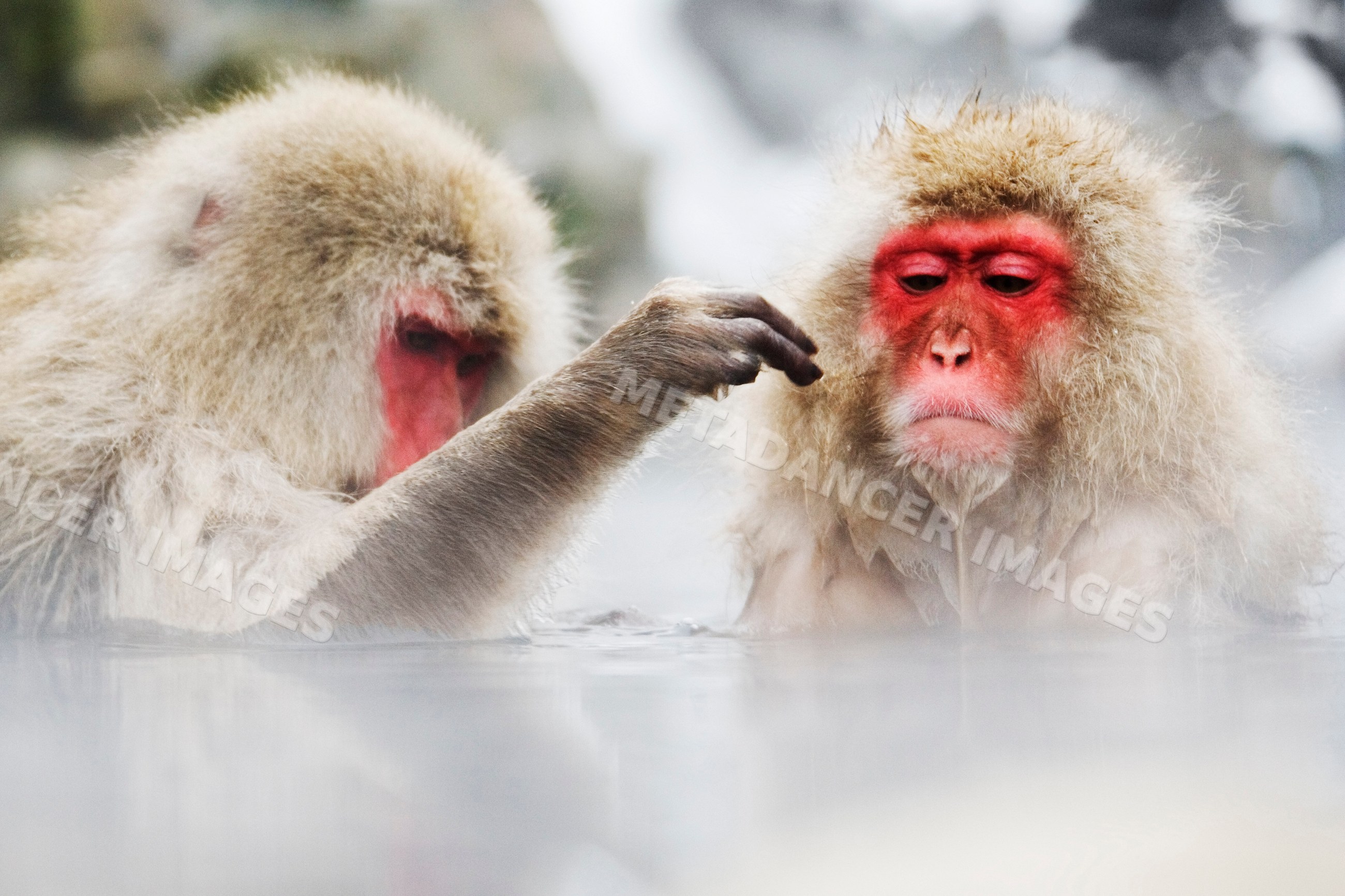 Japanese macaques resting and grooming in a natural hot spring, japan