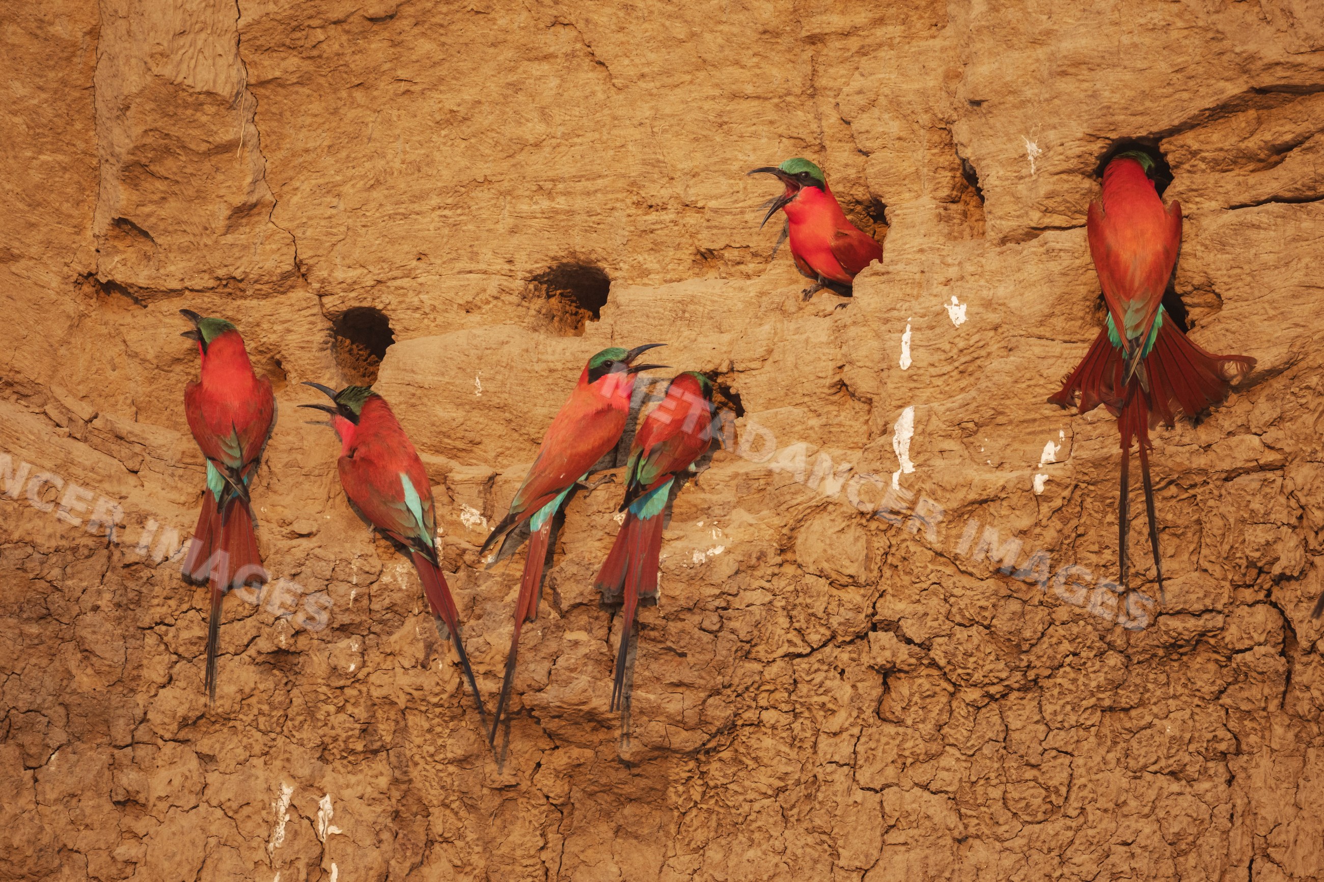 Colony of Carmine Bee-Eaters nesting on mud cliff in South Luangwa