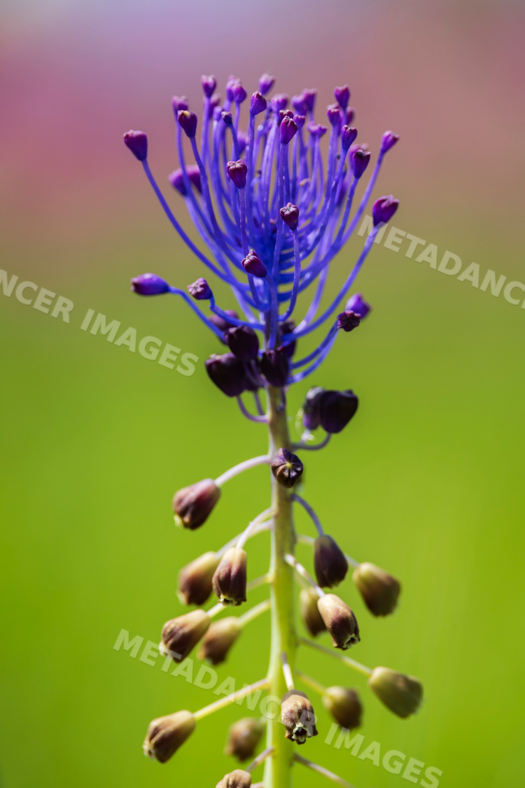 Tassel Hyacinth flower blooming outdoors in calabria, Italy