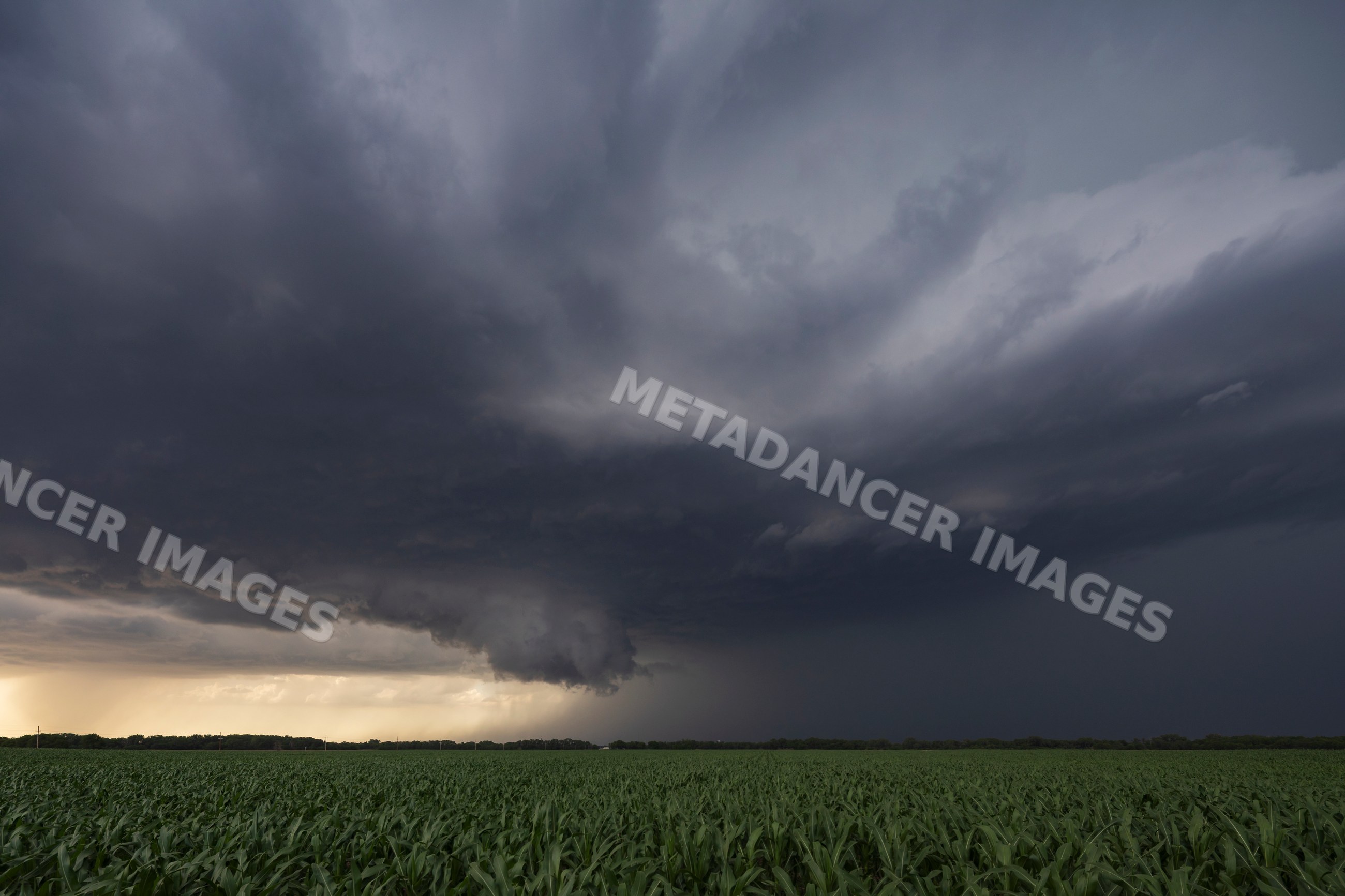 Supercell storm forming over corn field near solomon, kansas