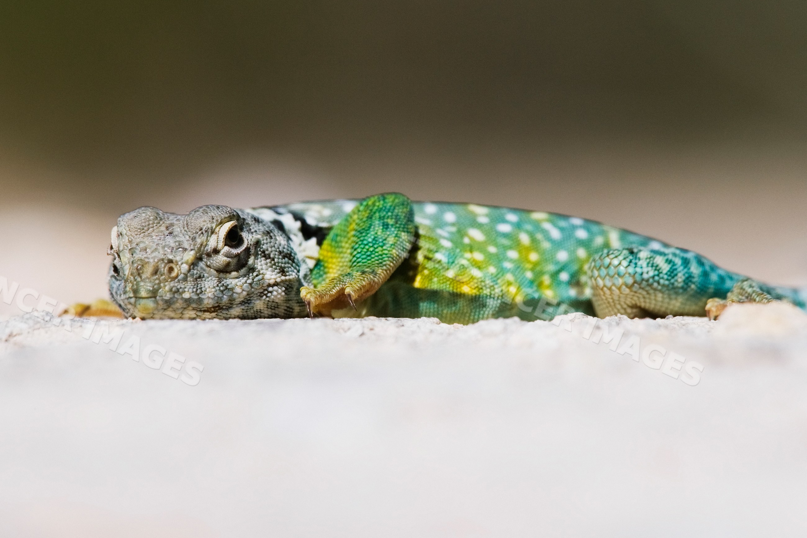 Collared lizard resting on rock in Texas natural habitat