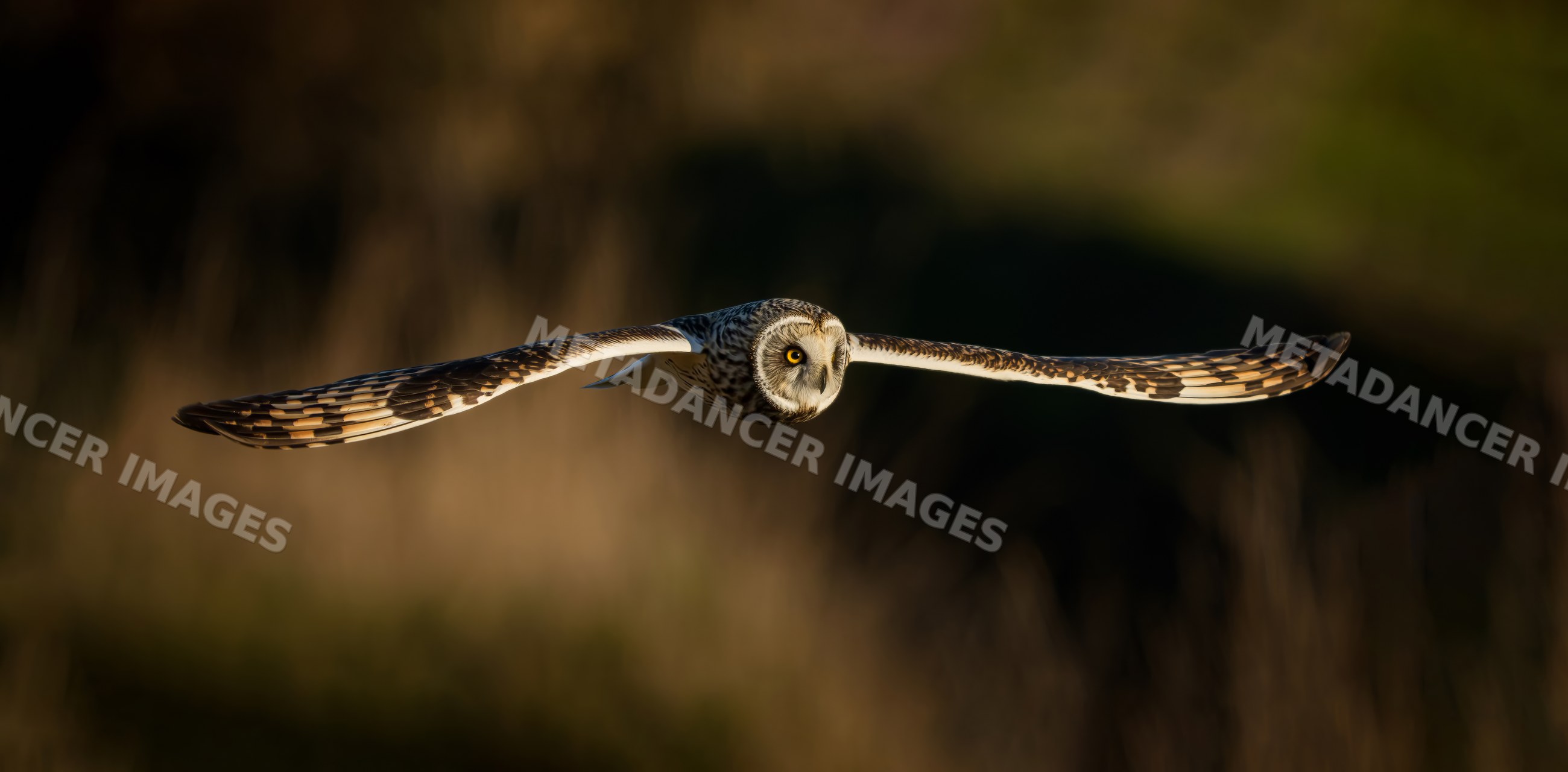 Short-eared owl flying low in natural USA habitat