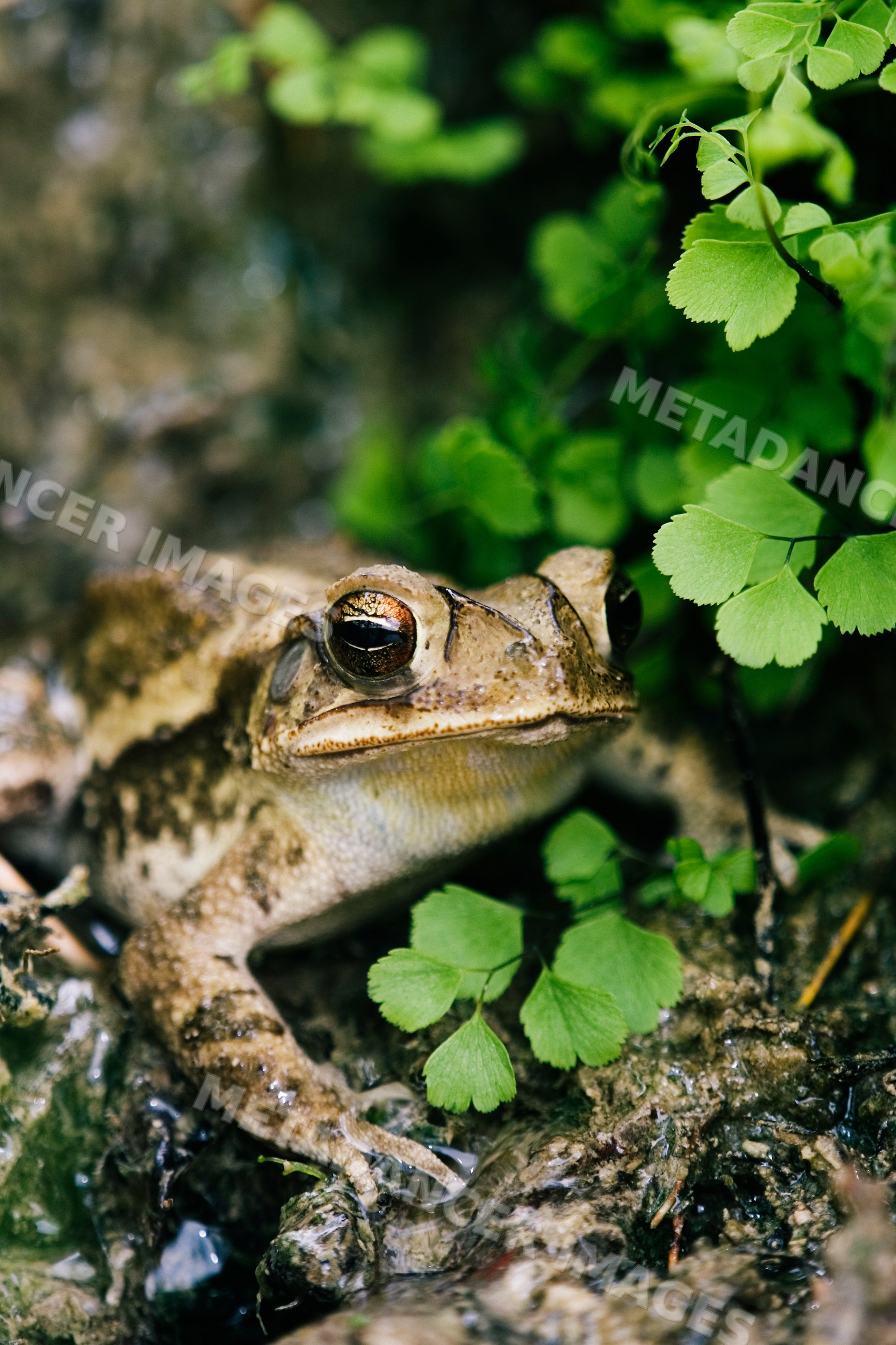 Toad resting on wet ground near green leaves in Texas, USA