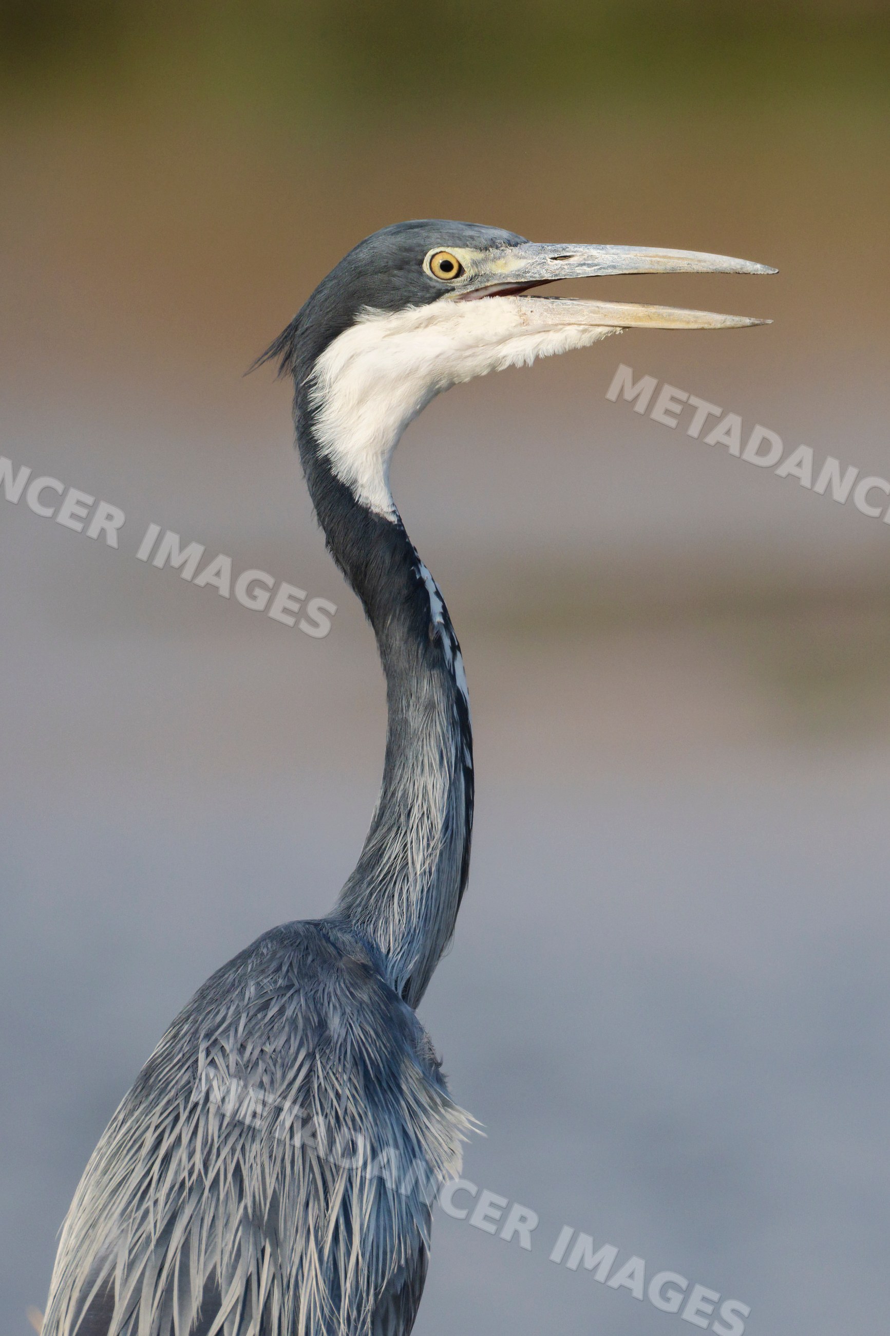 Black-Headed Heron with open beak in Zambia wildlife