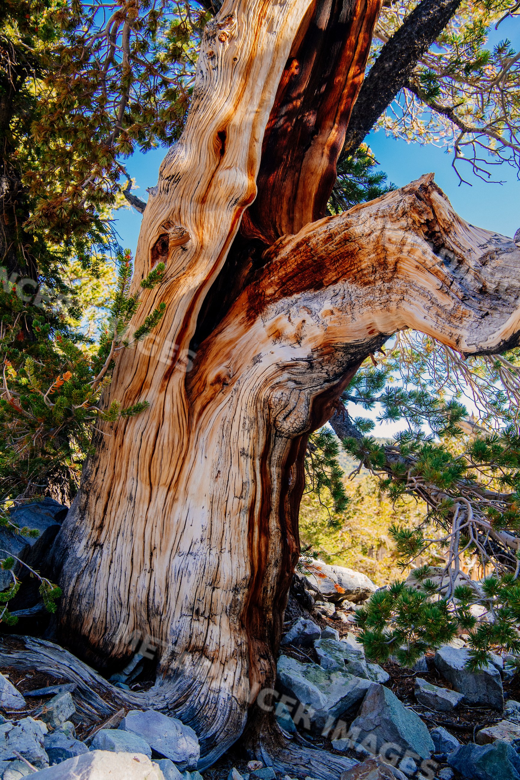 Old bristlecone pine tree with textured bark in great basin forest