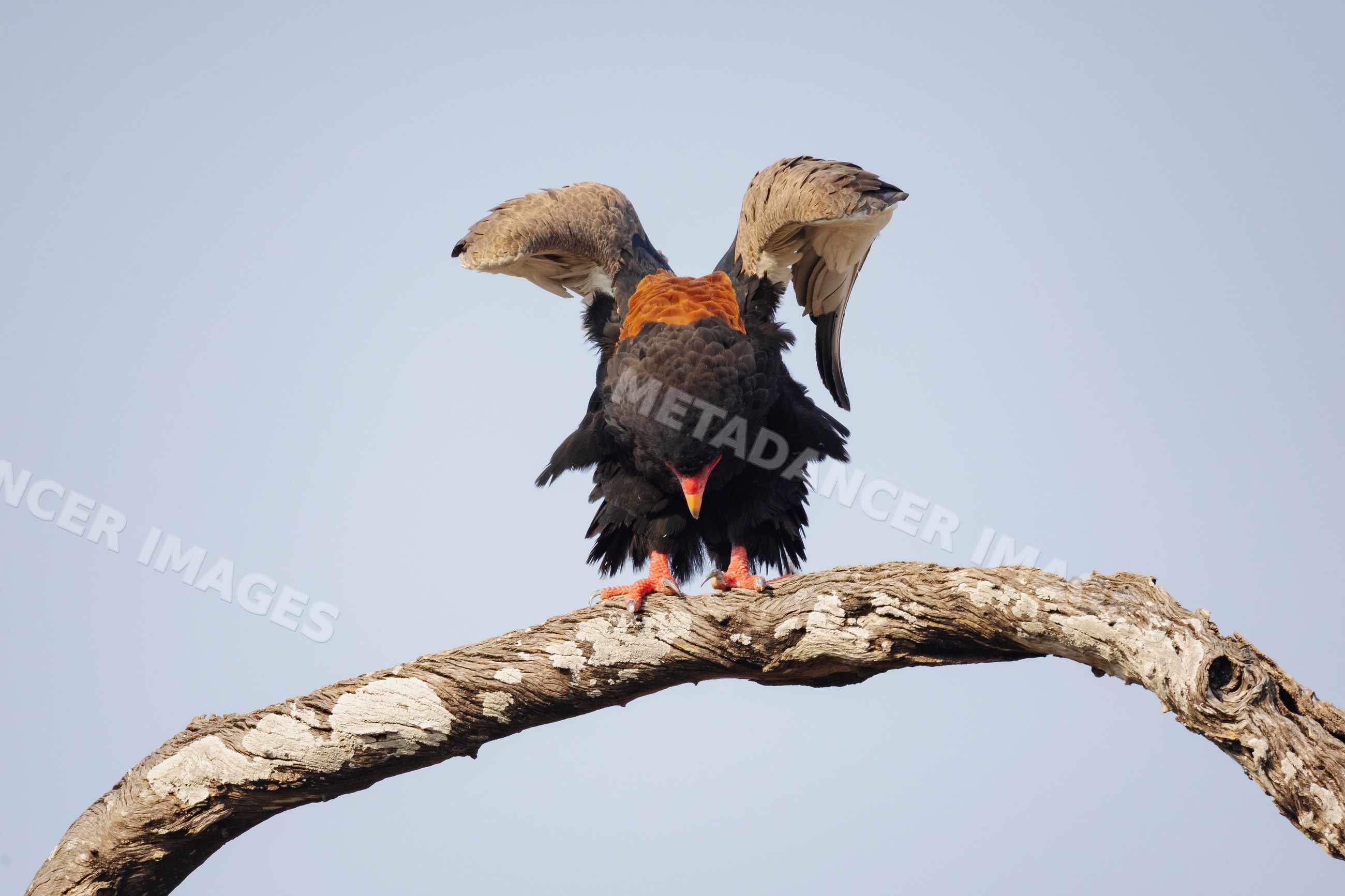 Bataleur bird stretching wings perched on branch in a park