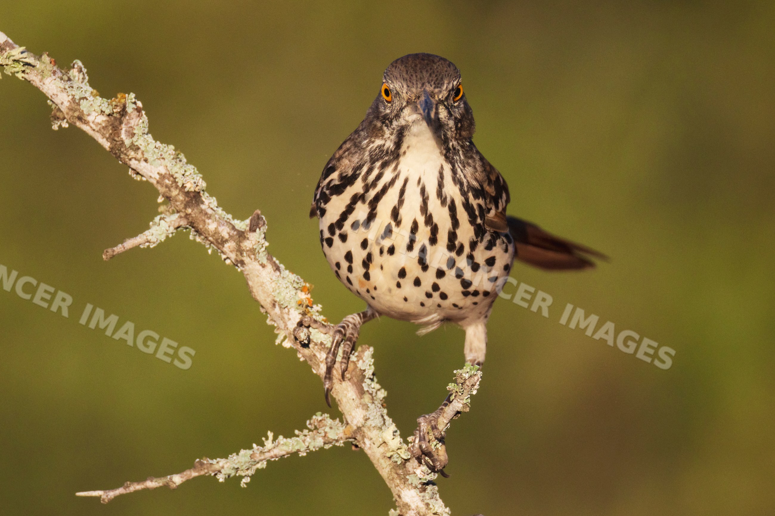 Brown Thrasher bird perched on branch in Texas wildlife habitat