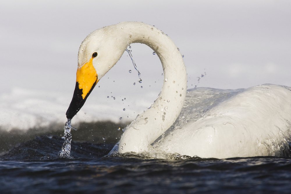 Whooper swan drinking water, hokkaido, Japan