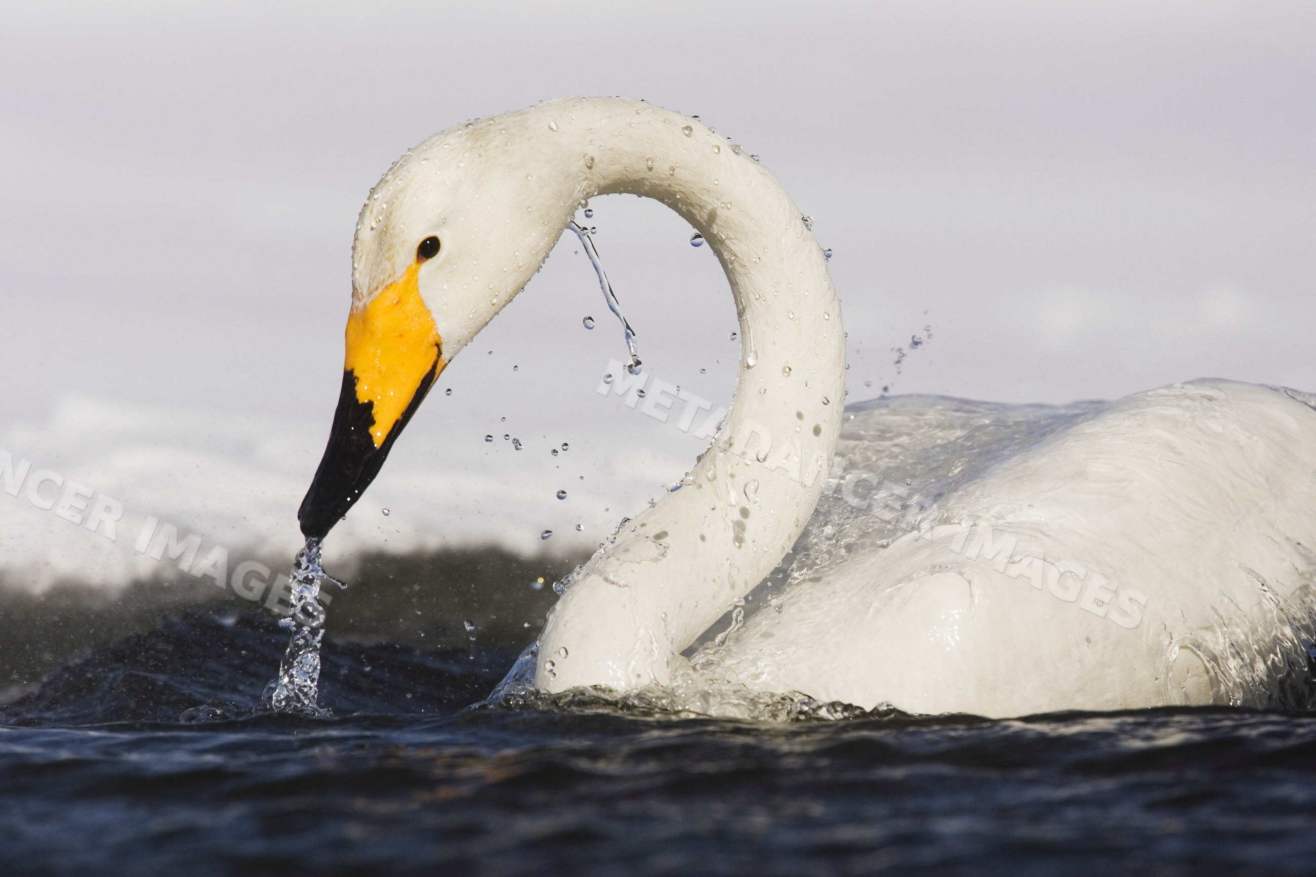 Whooper swan drinking water, hokkaido, Japan