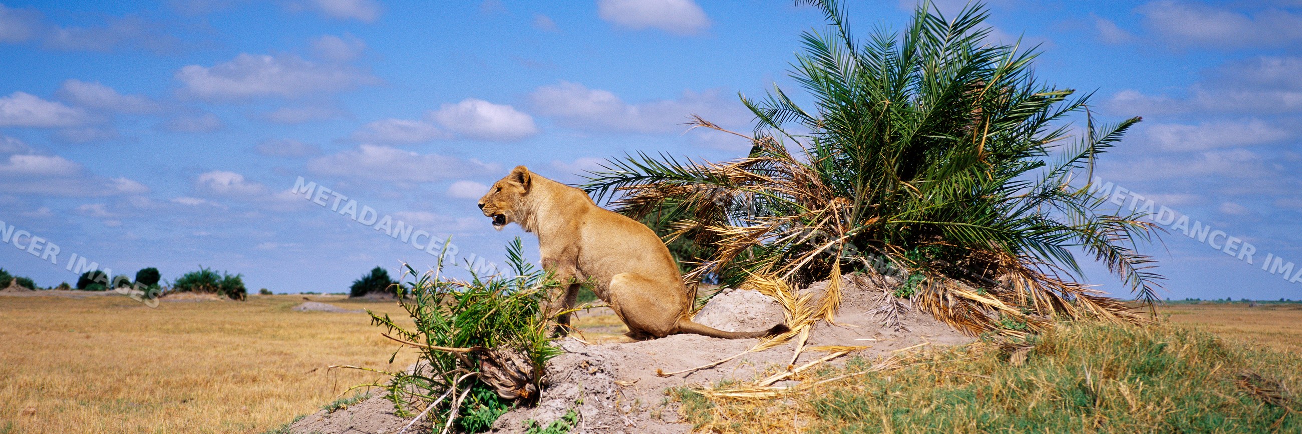 Lion resting on a mound in grassy savanna landscape