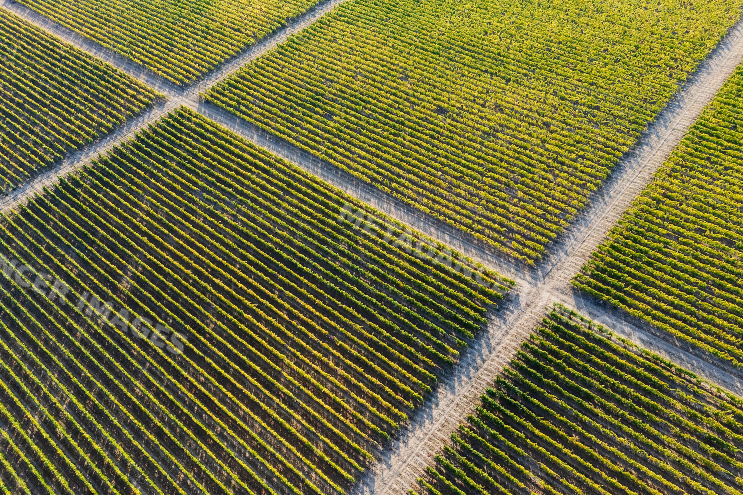 Aerial view of grape Vines in vineyard at tojaj, Hungary