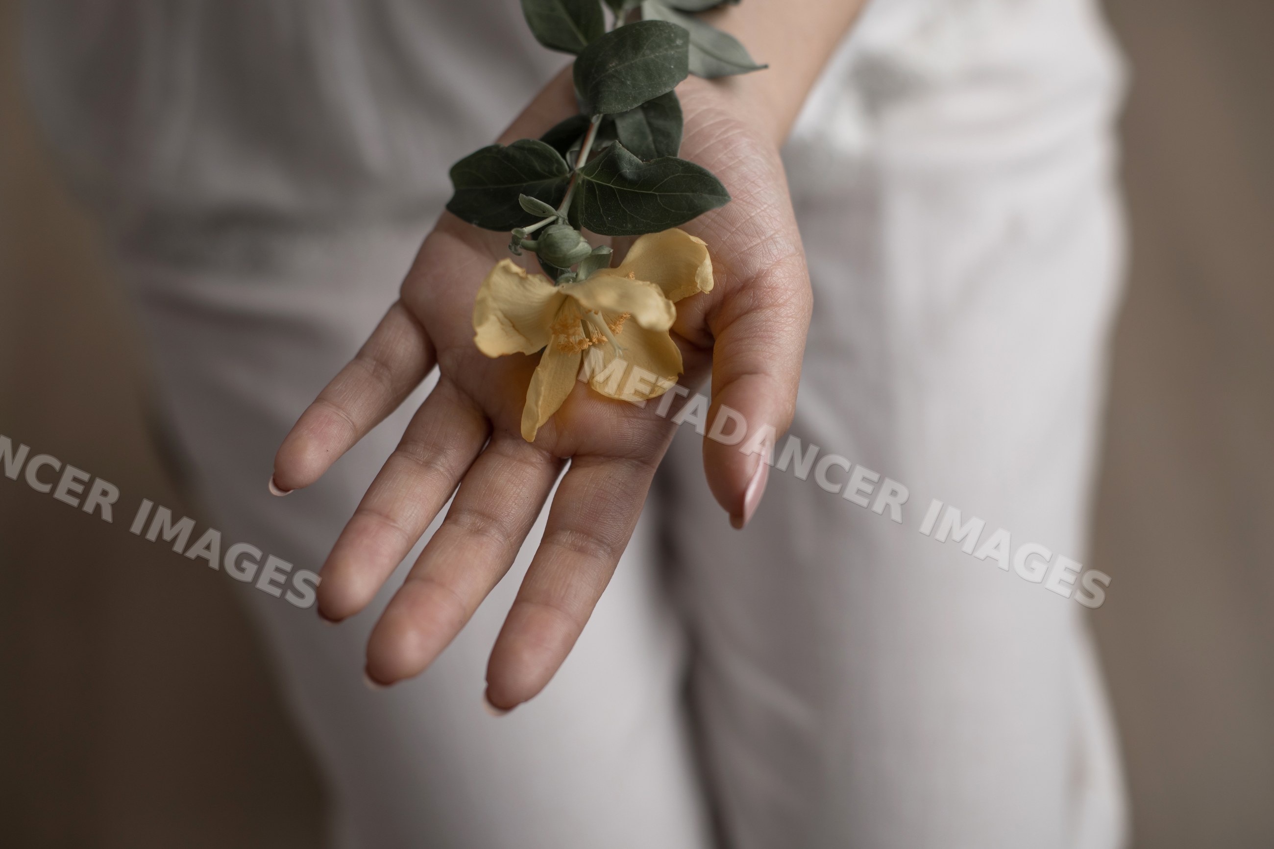 Hand a yellow flower with green leaves in natural light