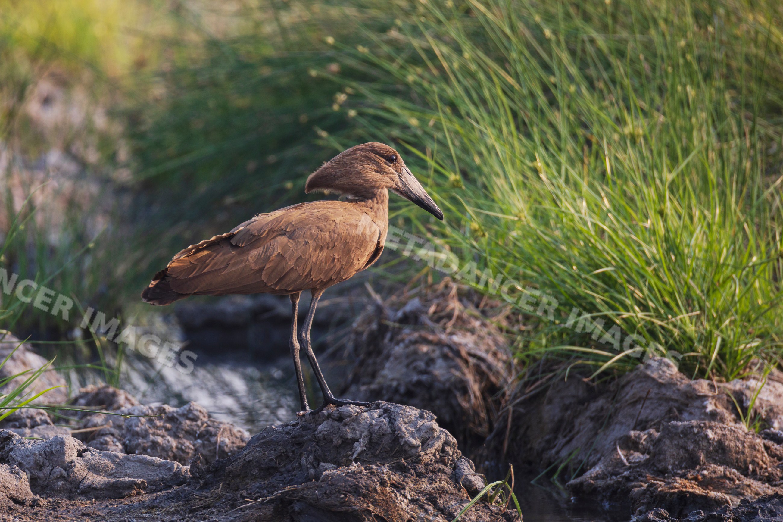 Hamerkop bird standing on mud in South Luangwa national park Zambia