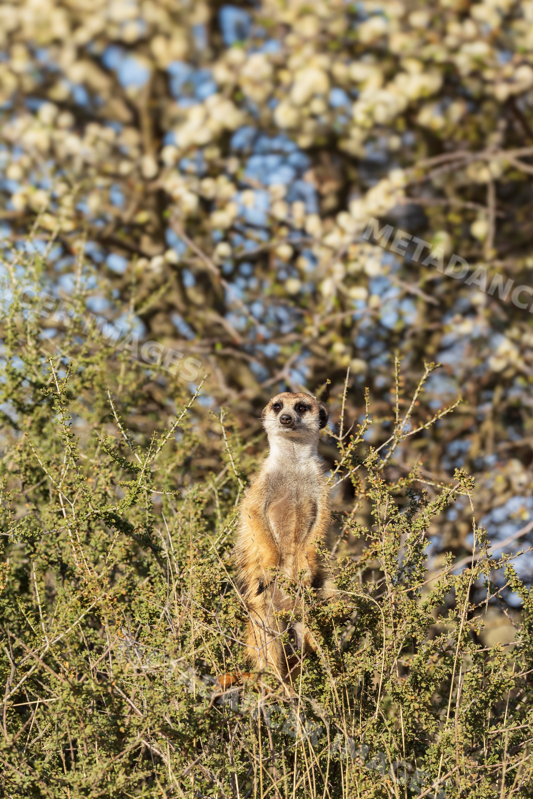 Meerkat sentry in a bush with flowering Acacia