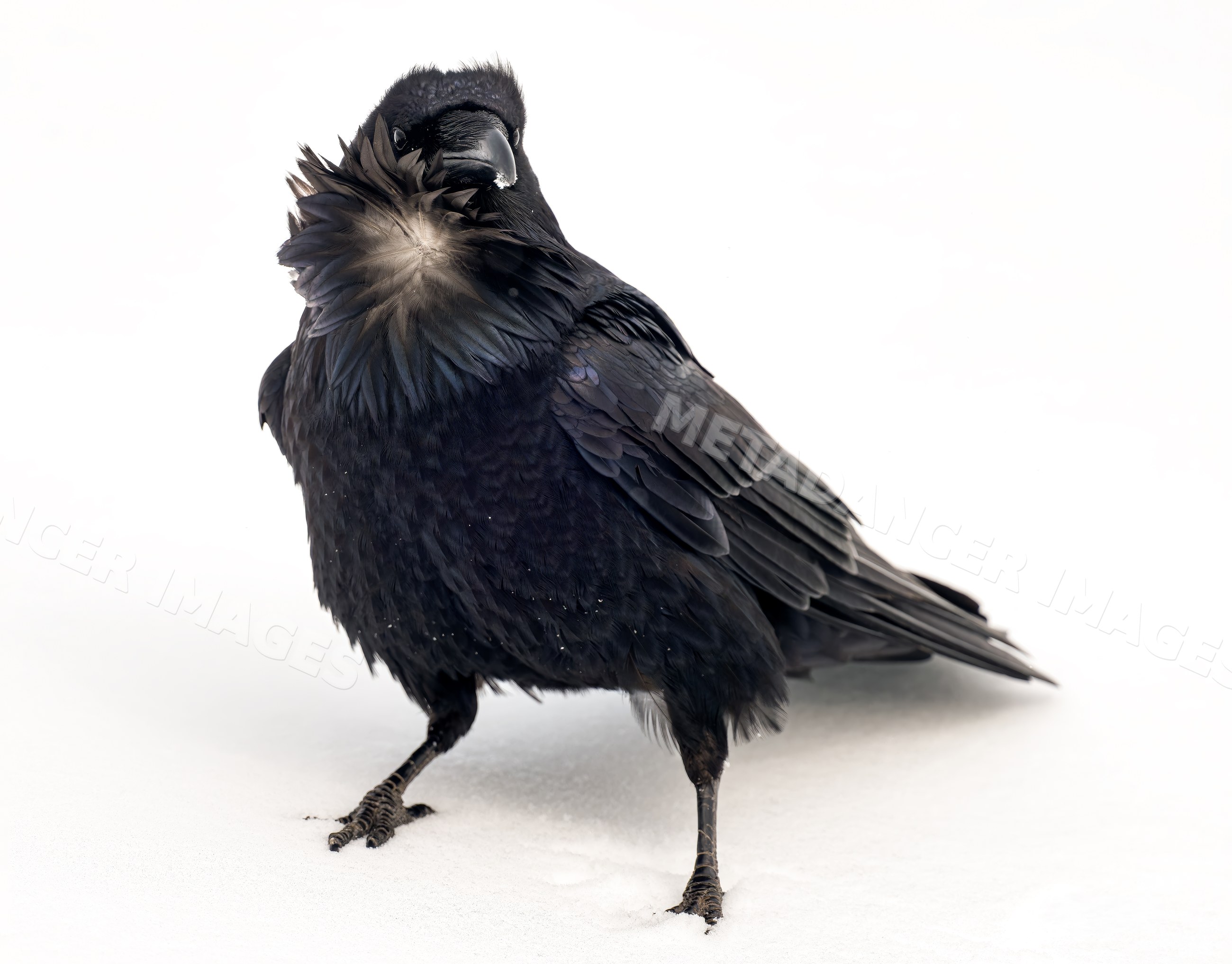 Raven standing on snow with detailed black feathers