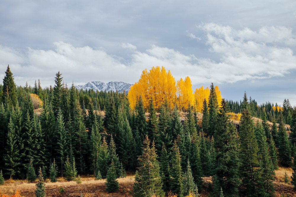 Fall colors on forested hillside with yellow trees near Durango
