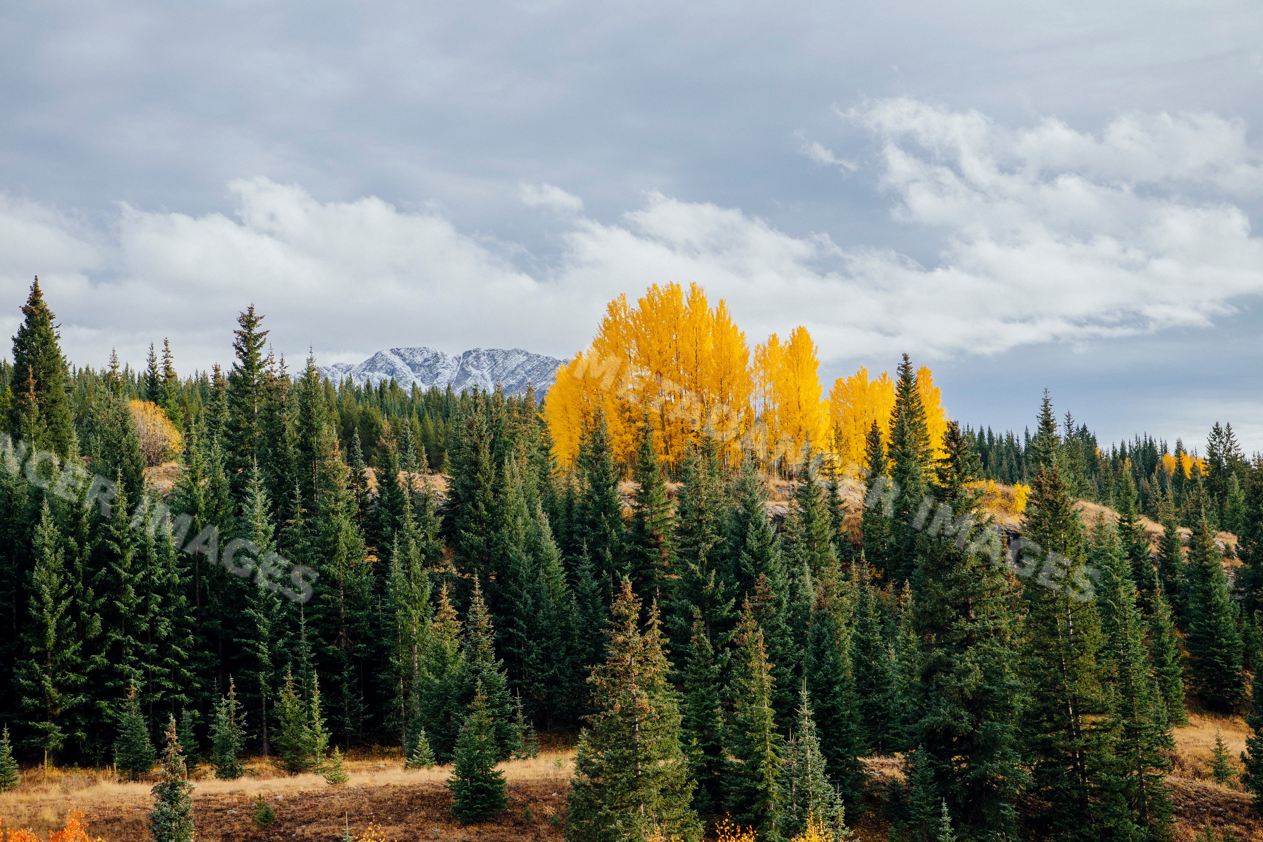 Fall colors on forested hillside with yellow trees near Durango