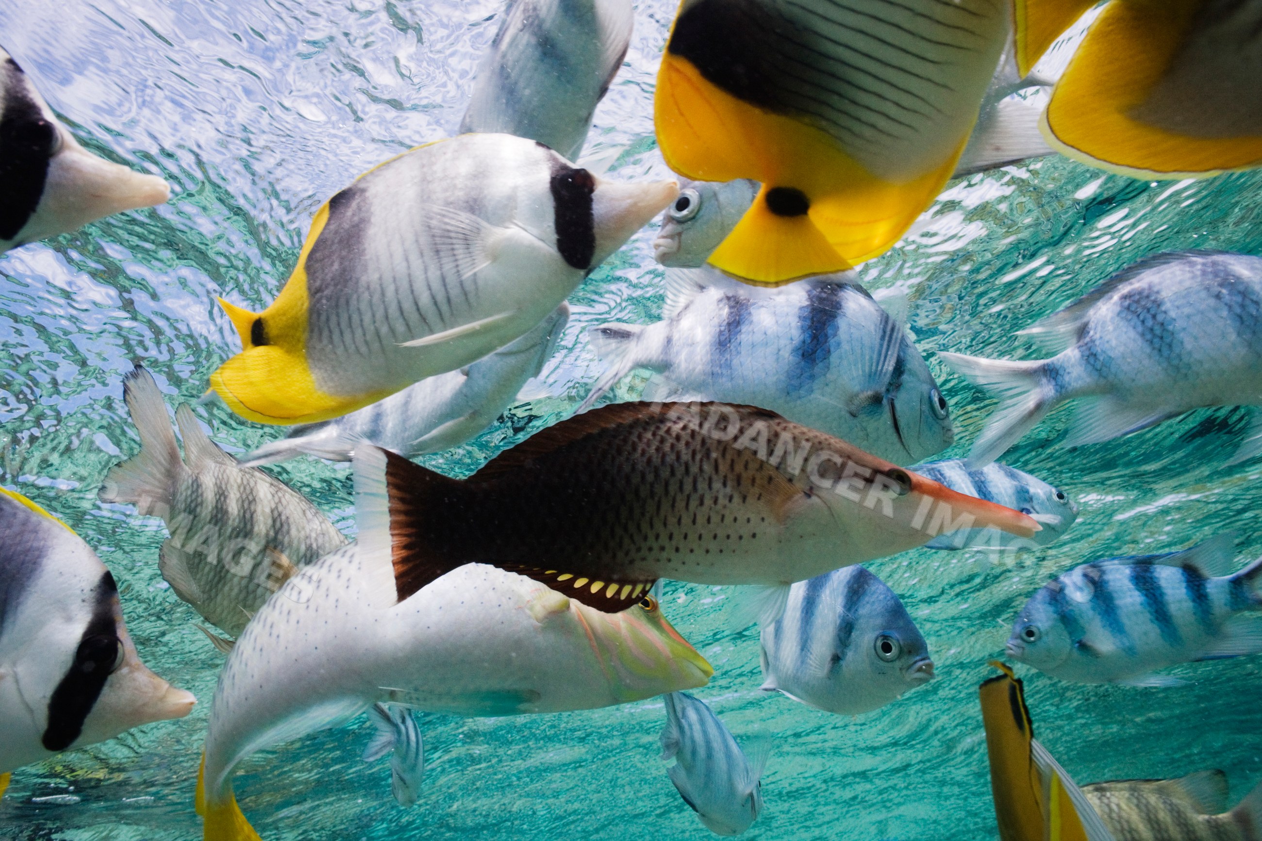 Various tropical reef fish swim underwater in clear ocean water