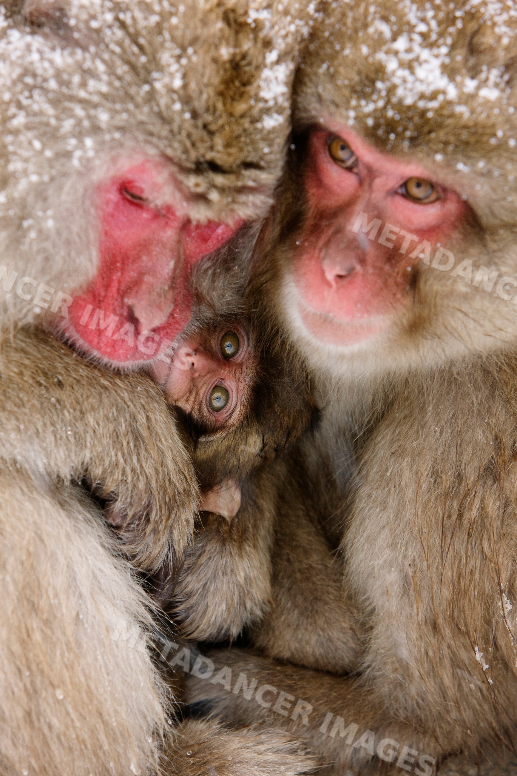 Japanese macaques huddling together in snowy jigokudani onsen, nagano
