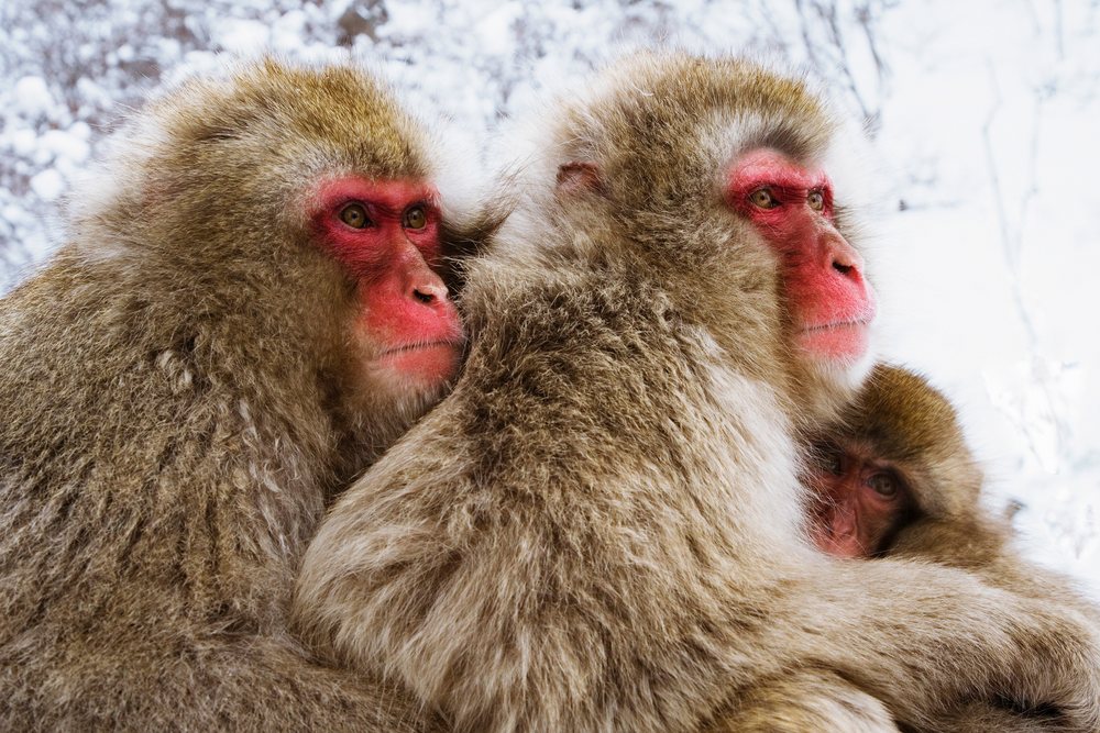 Japanese macaques huddled in snow nagano