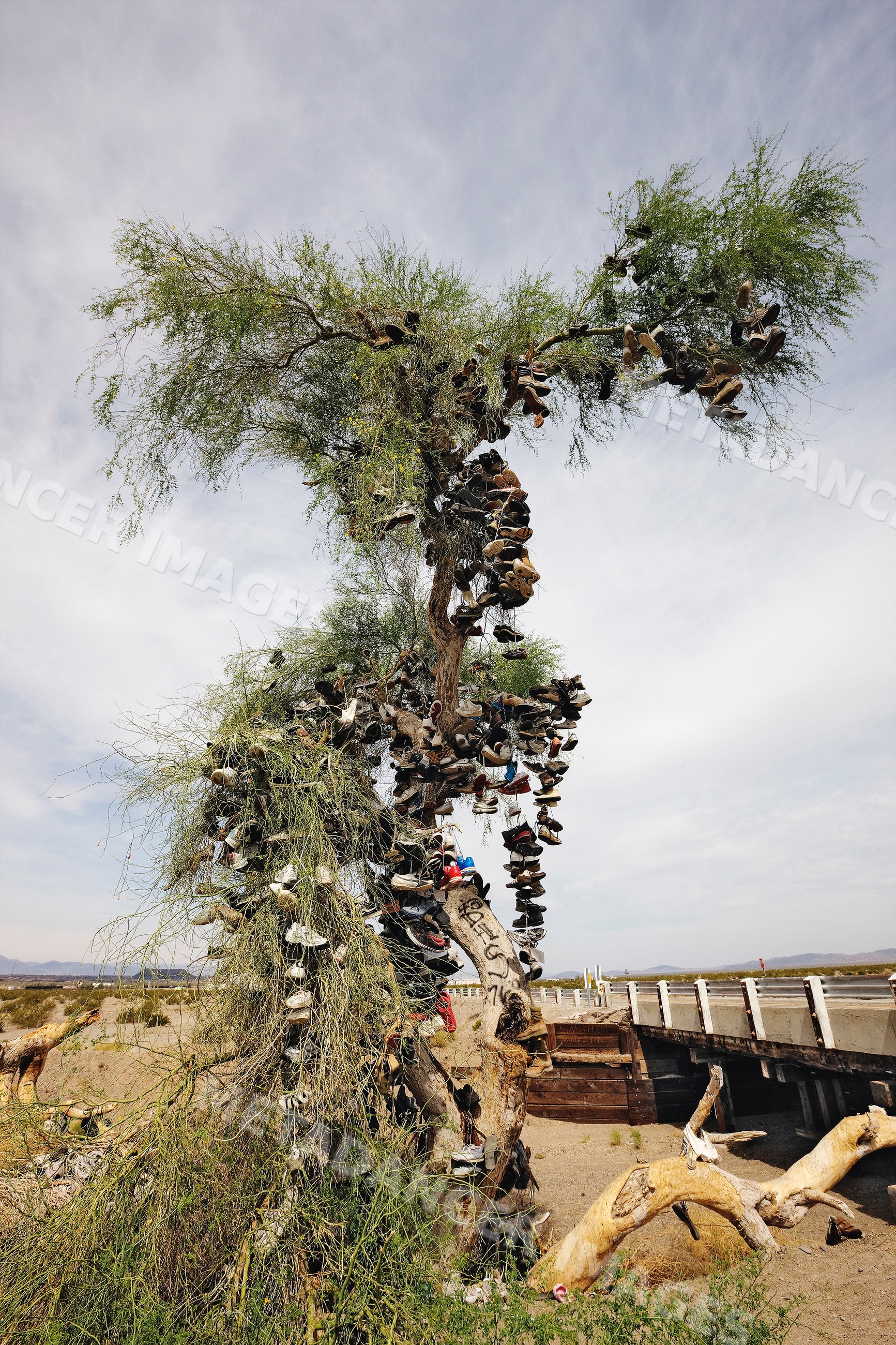 Shoe tree covered with shoes near bridge desert