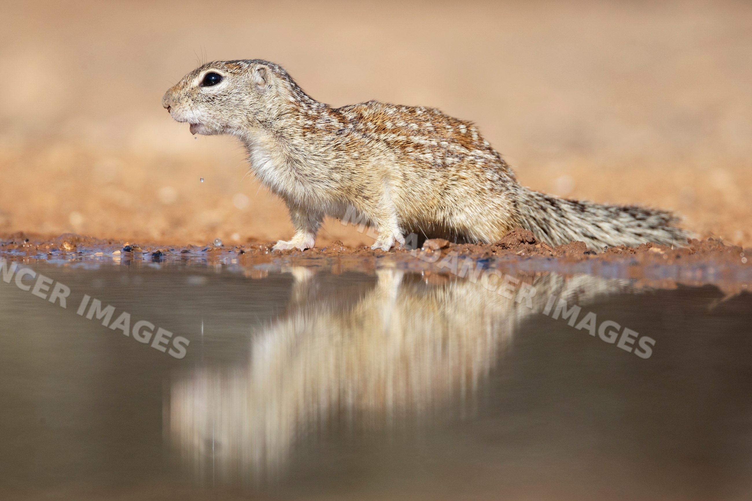 Mexican ground squirrel drinking at waterhole in South Texas desert