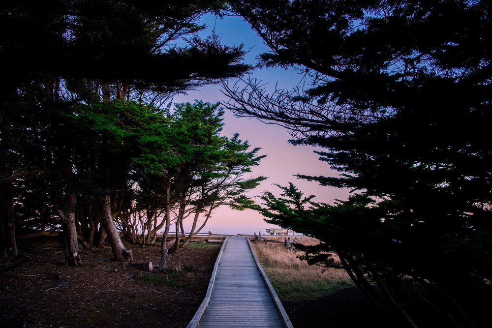 Wooden walkway through trees at dusk in Oregon California USA