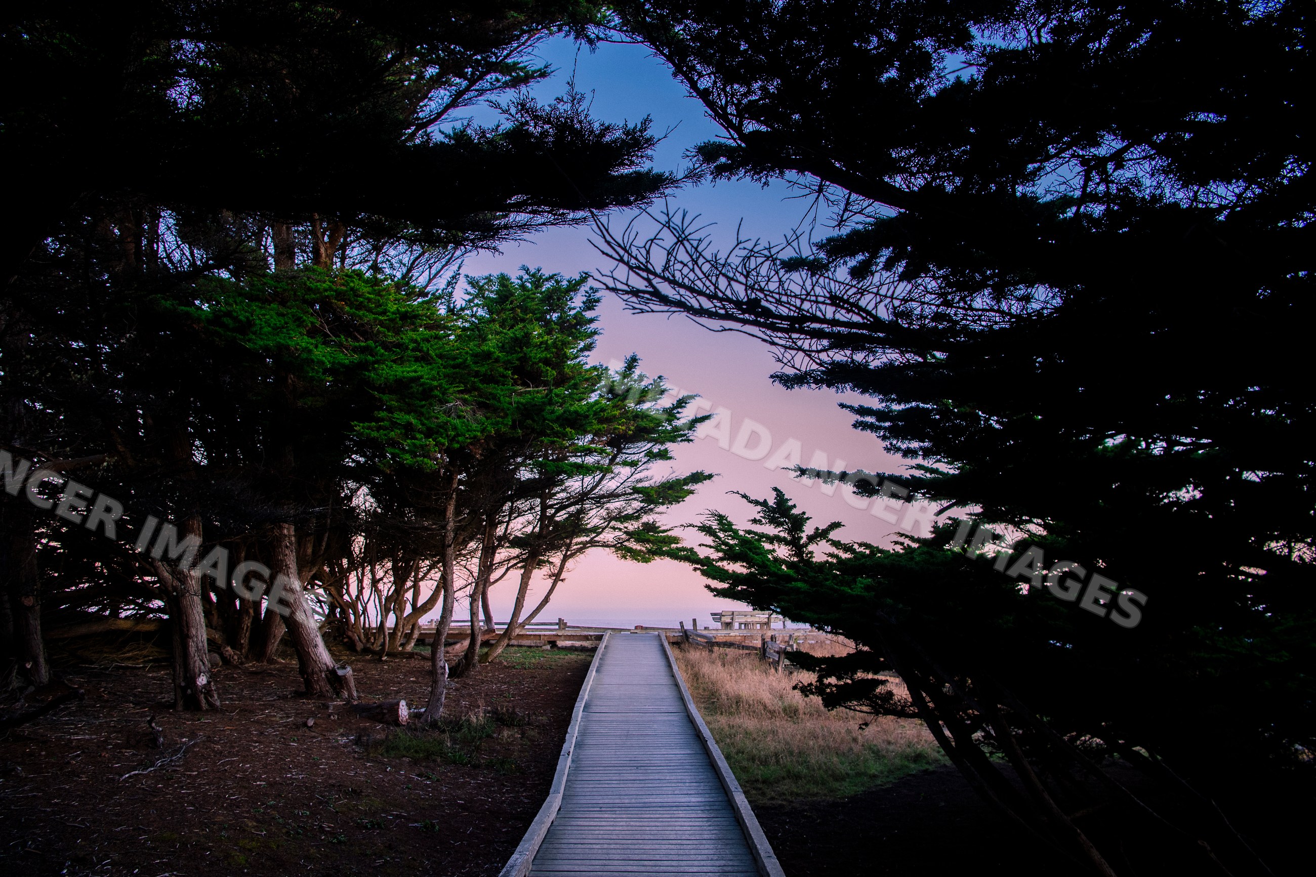Wooden walkway through trees at dusk in Oregon California USA