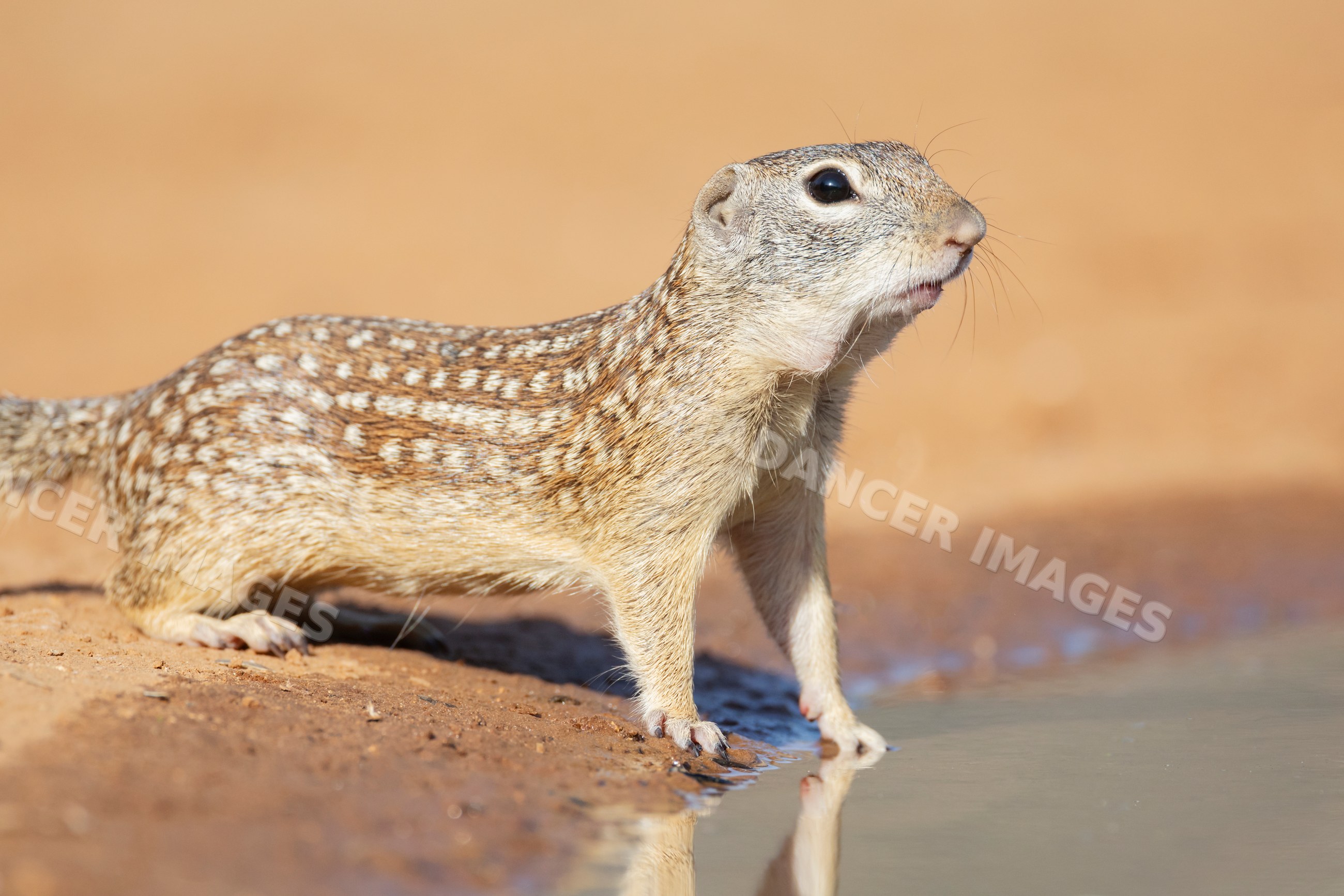 Mexican ground squirrel drinking at a waterhole