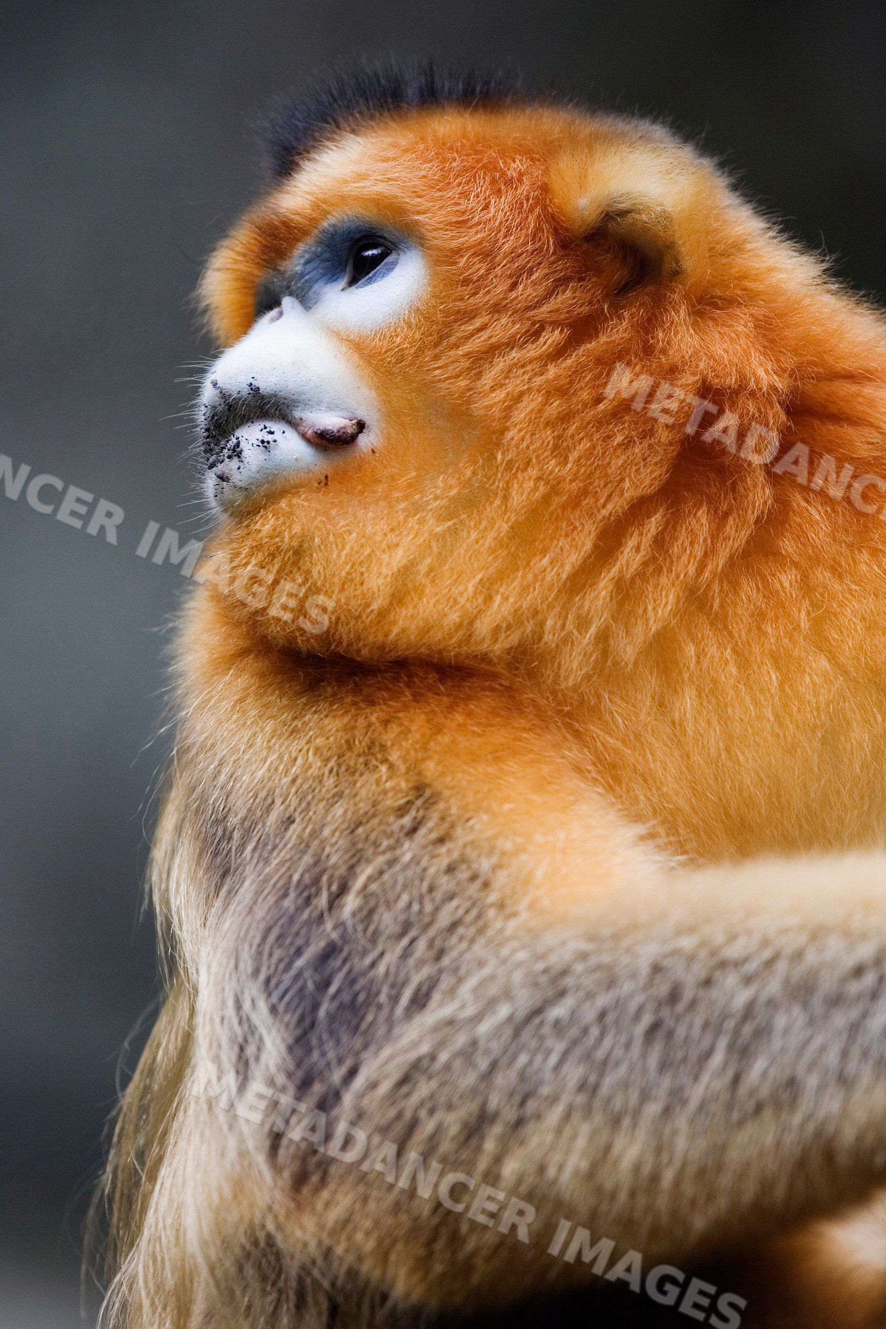Golden monkey close-up china