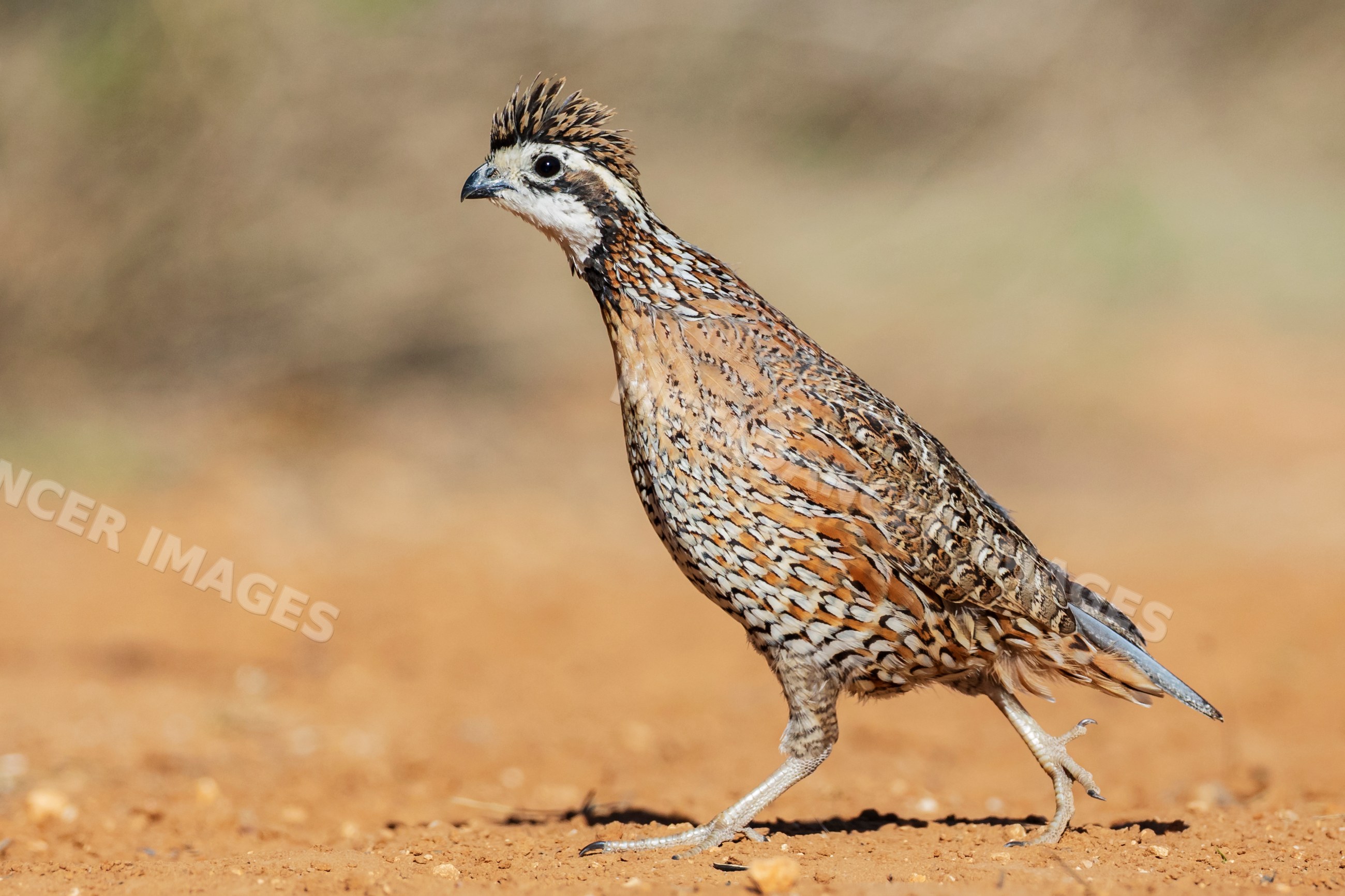 Bobwhite Quail walking on dry ground in santa clara ranch texas