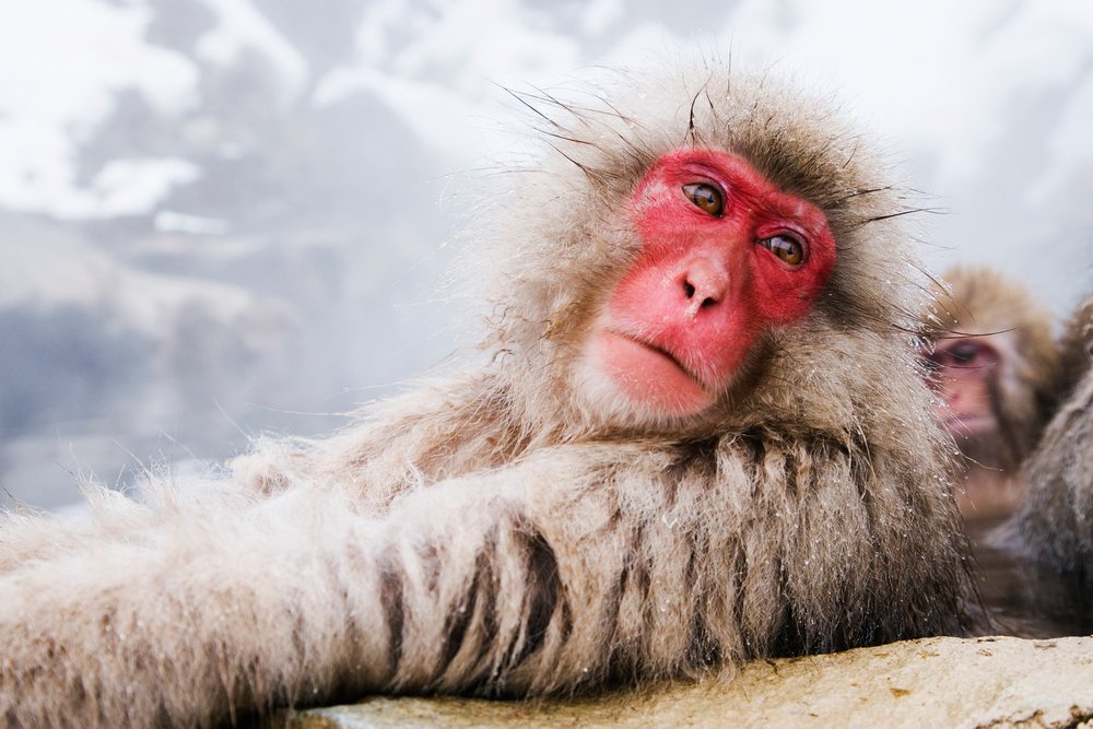 Japanese macaque relaxing in hot spring in winter Japan