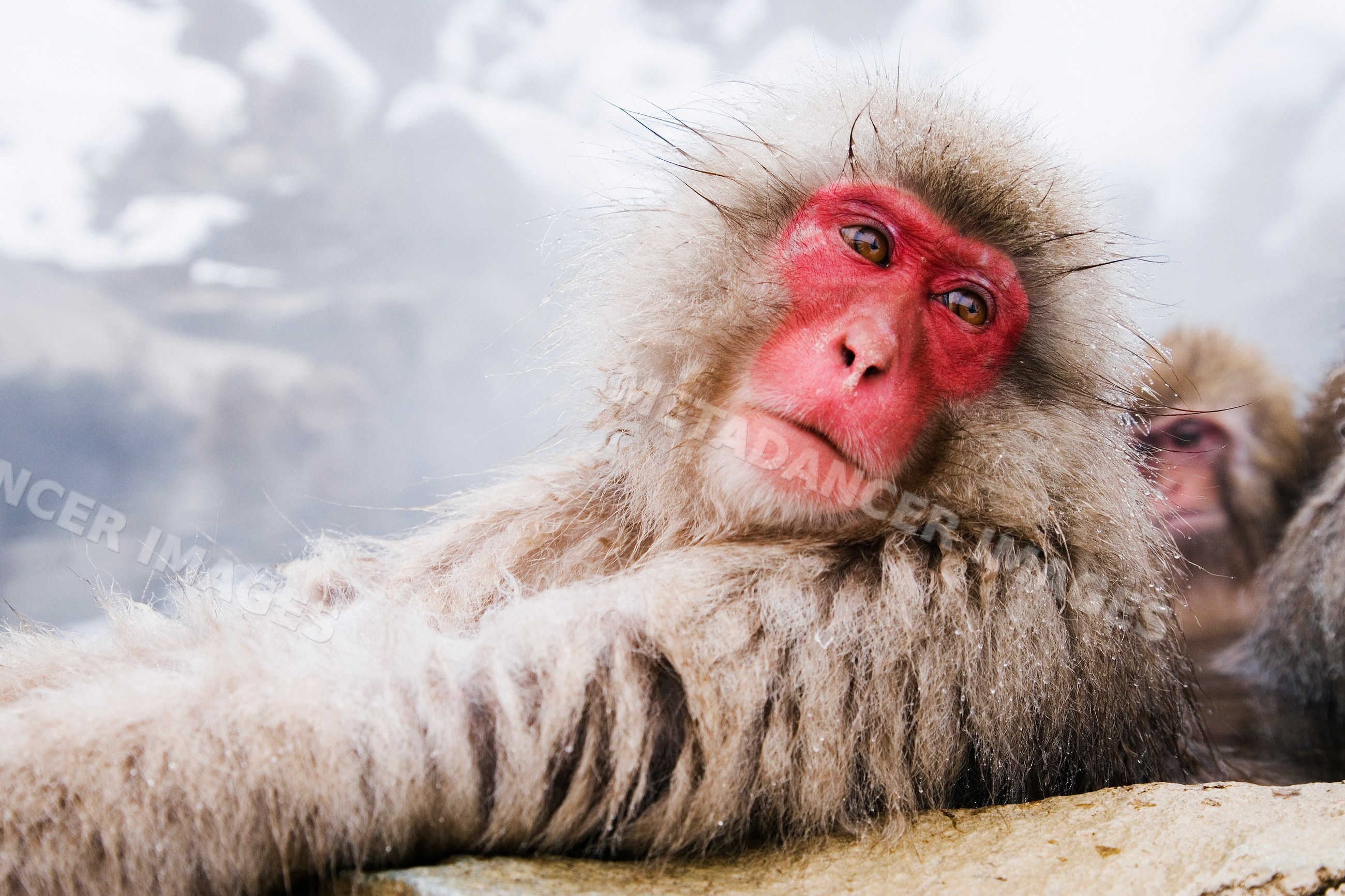 Japanese macaque relaxing in hot spring in winter Japan