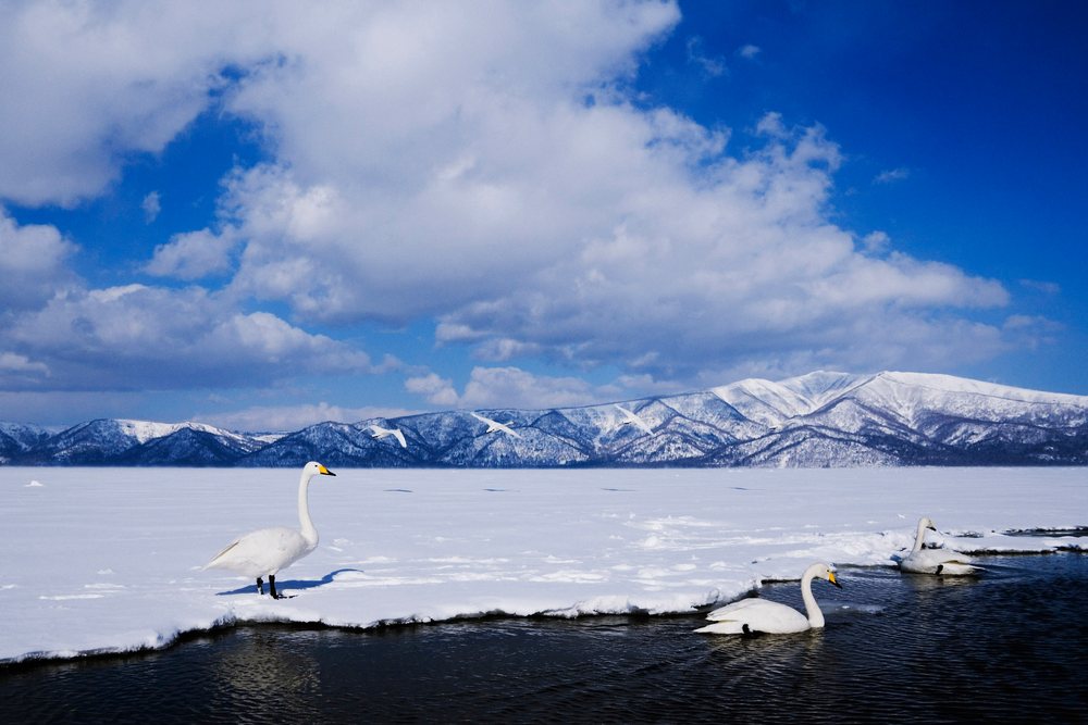Whooper swans on iced kussharo lake with snowy mountains japan