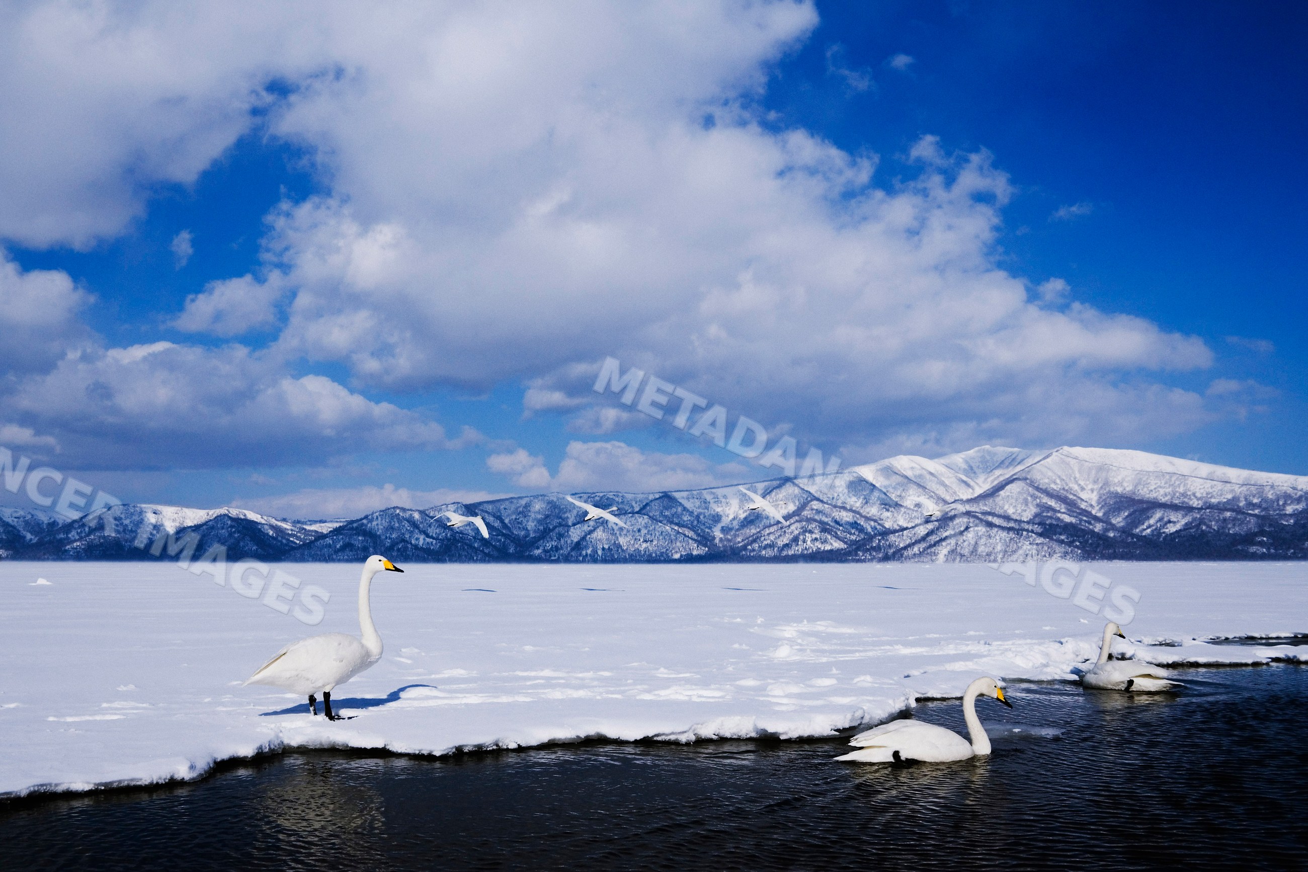 Whooper swans on iced kussharo lake with snowy mountains japan