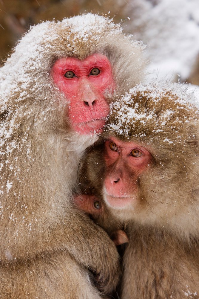 Japanese macaques huddling in snow nagano japan